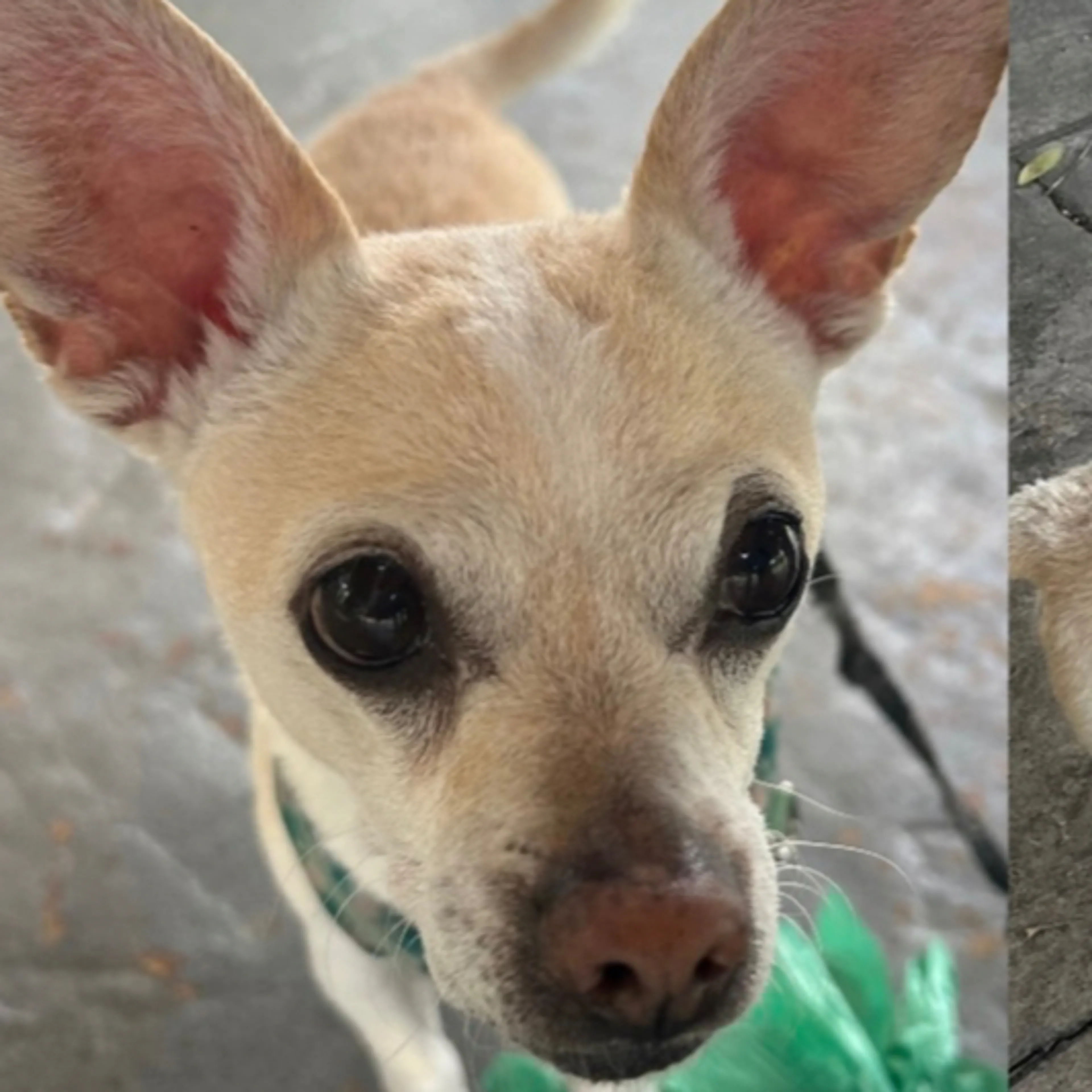 Lost pet-1
