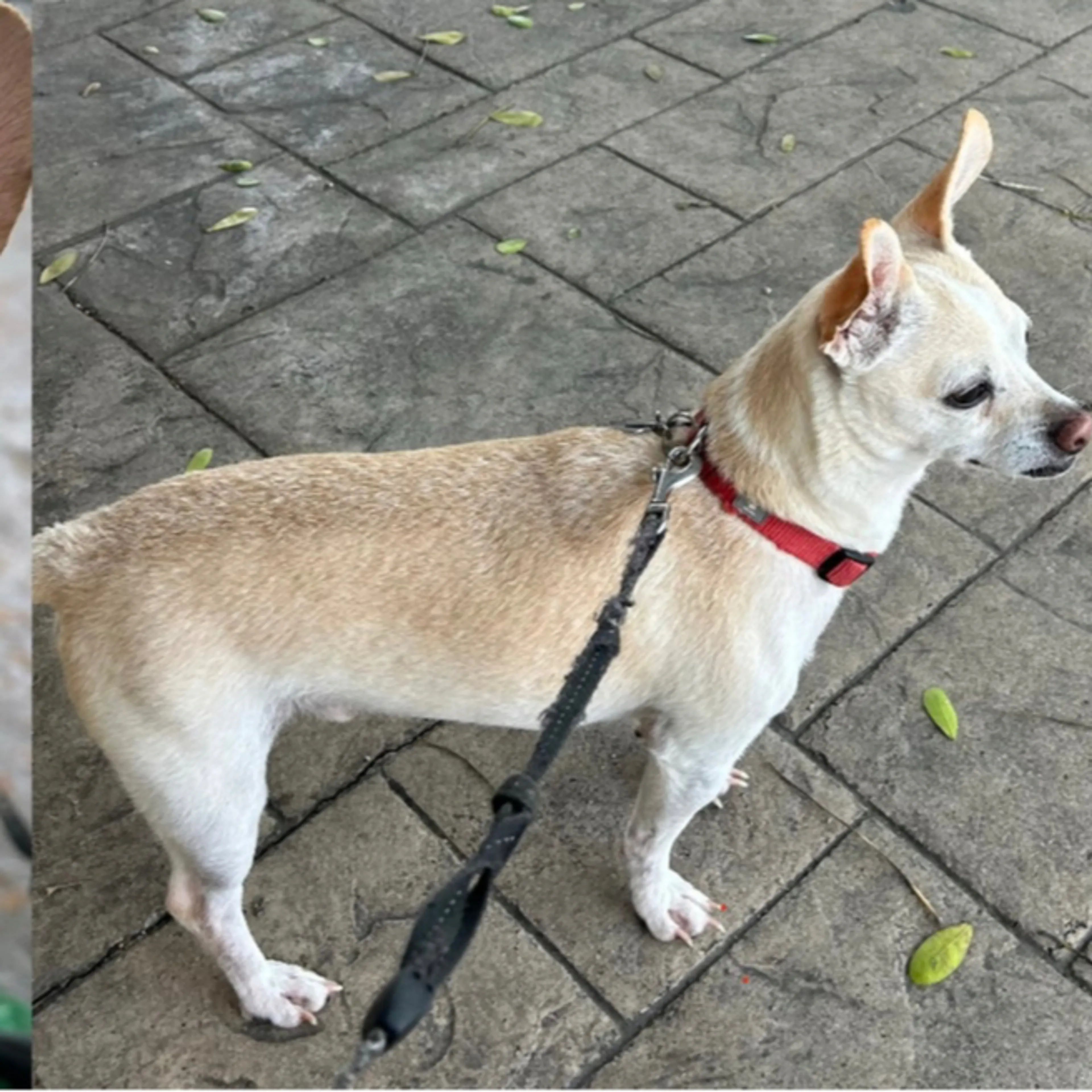 Lost pet-2