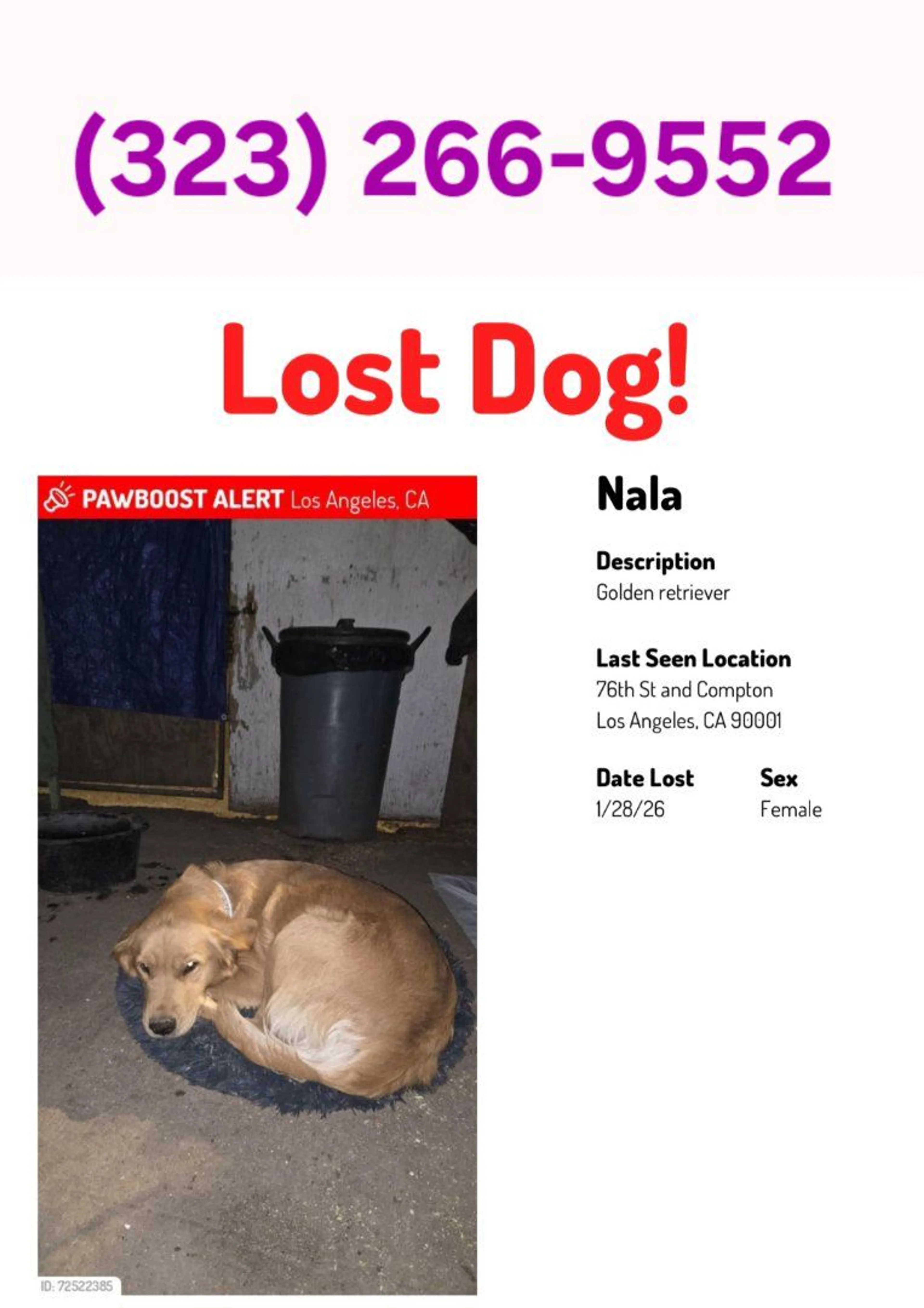 Lost pet-0