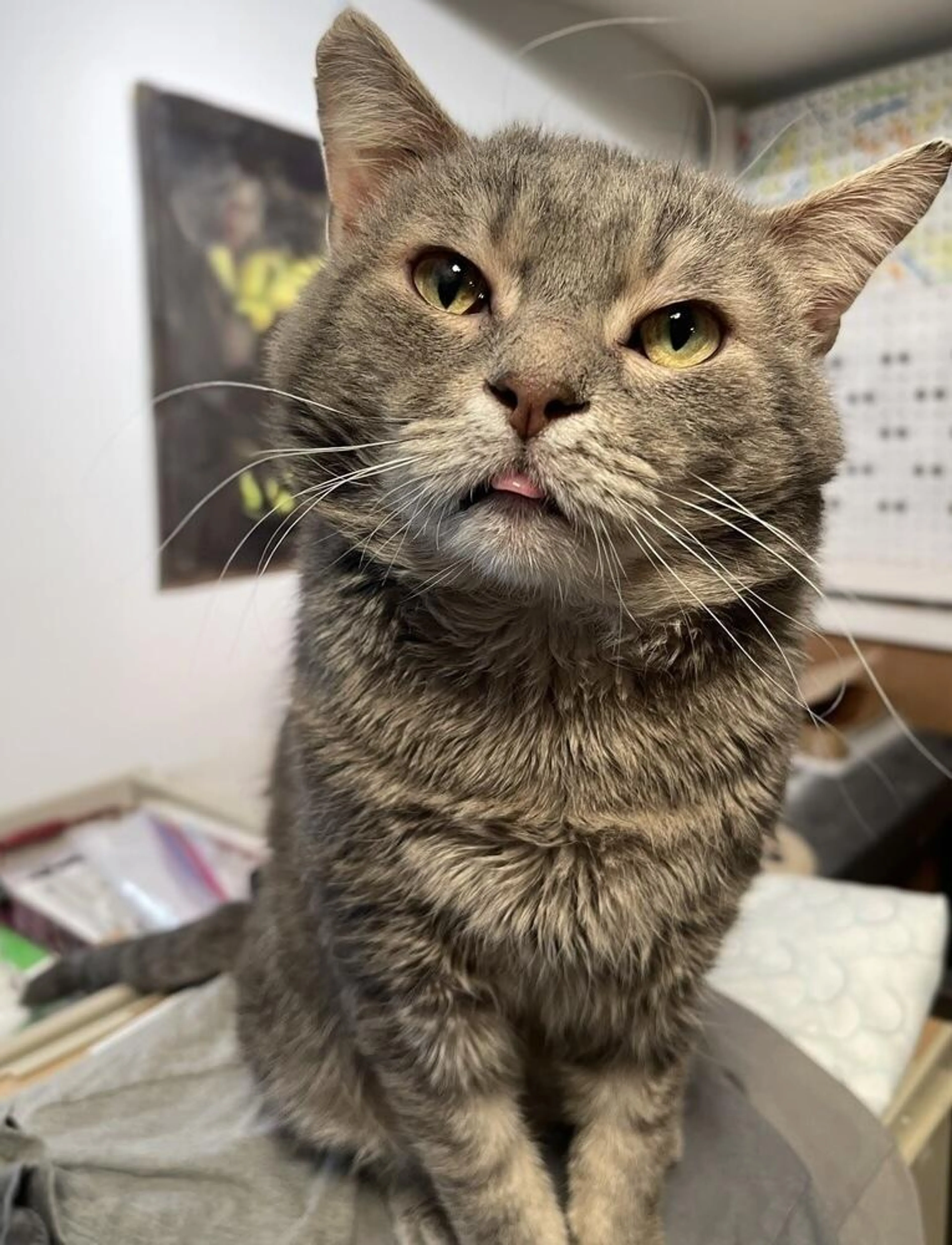 Found pet-1