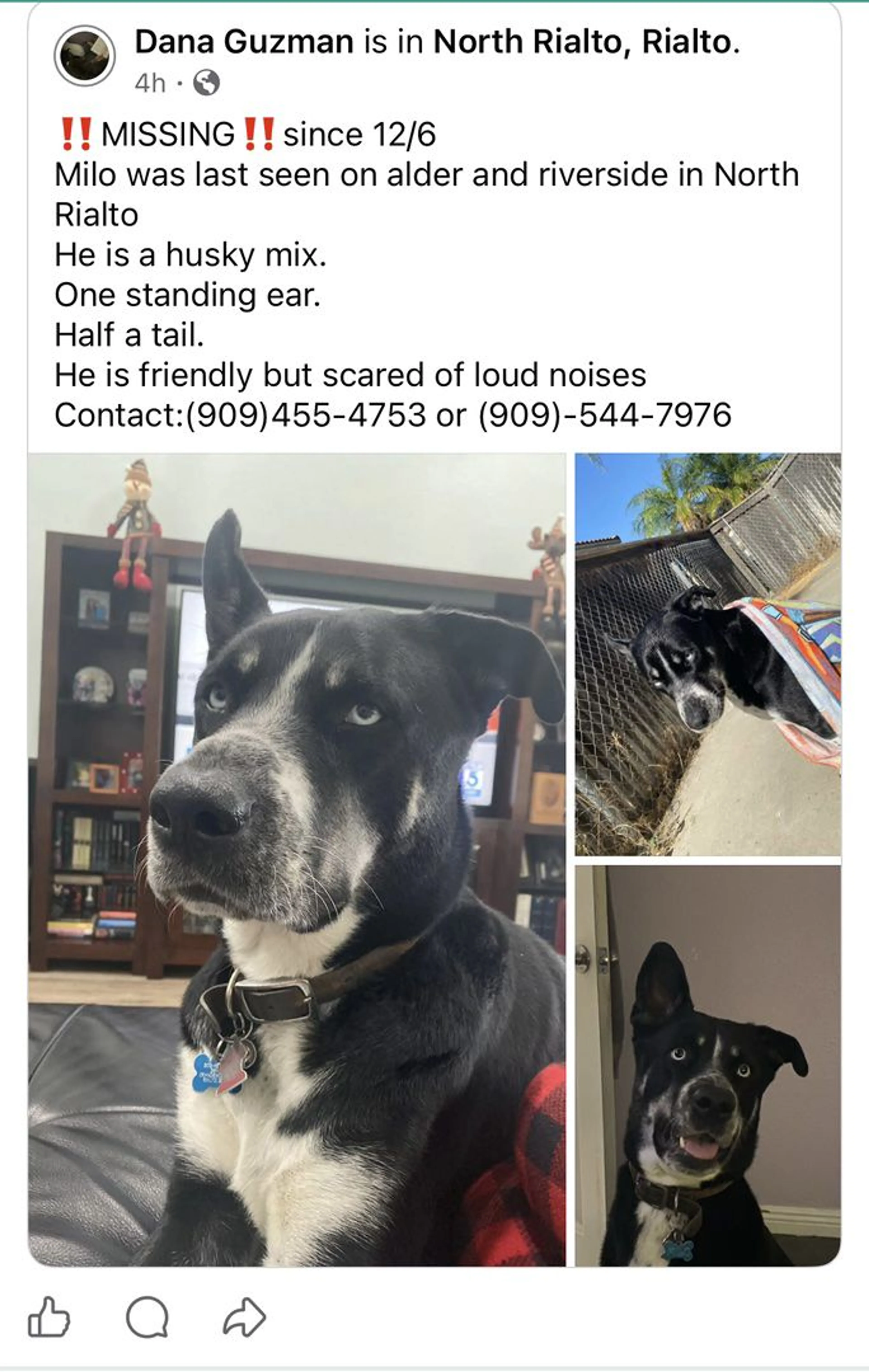 Lost pet-2