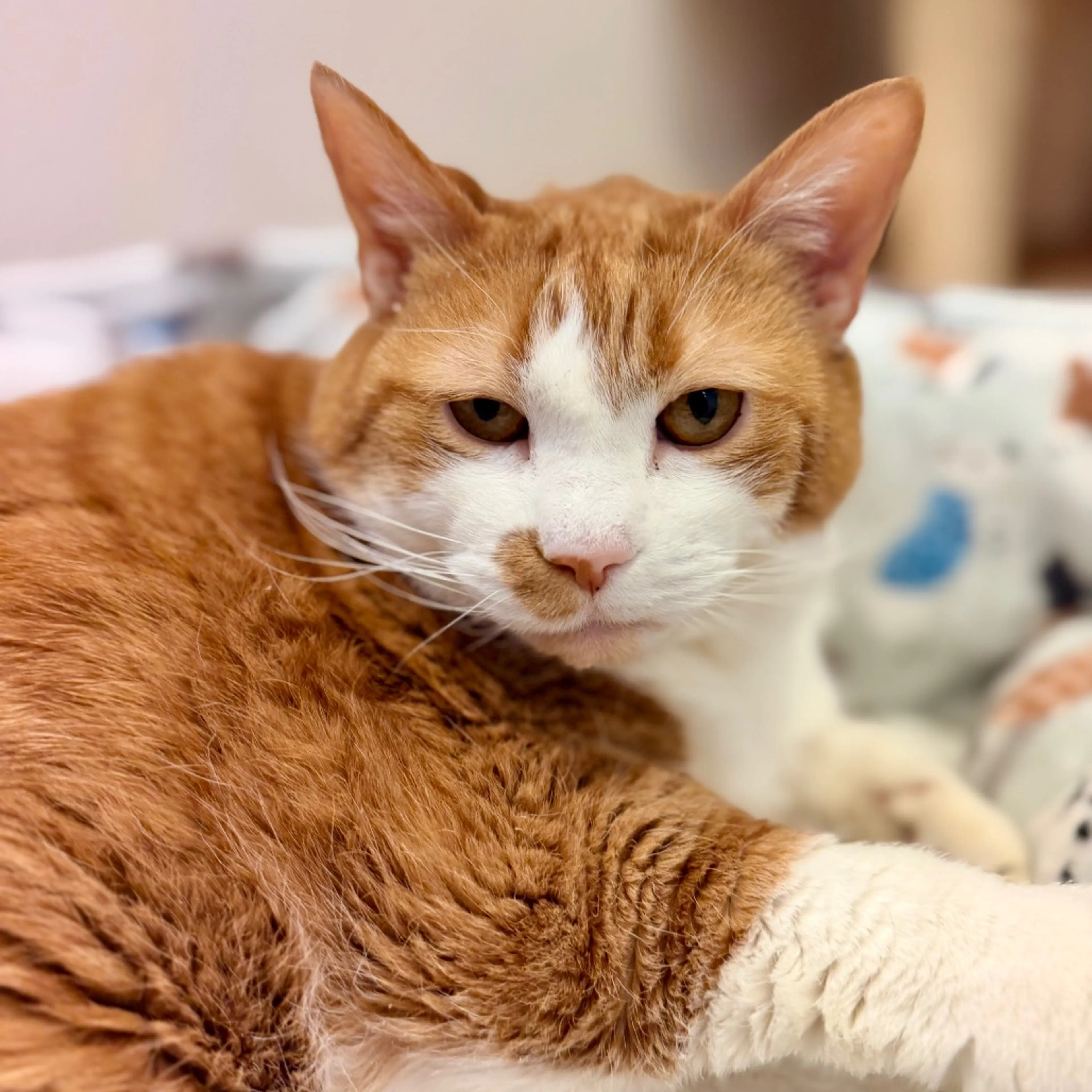 Found pet-13