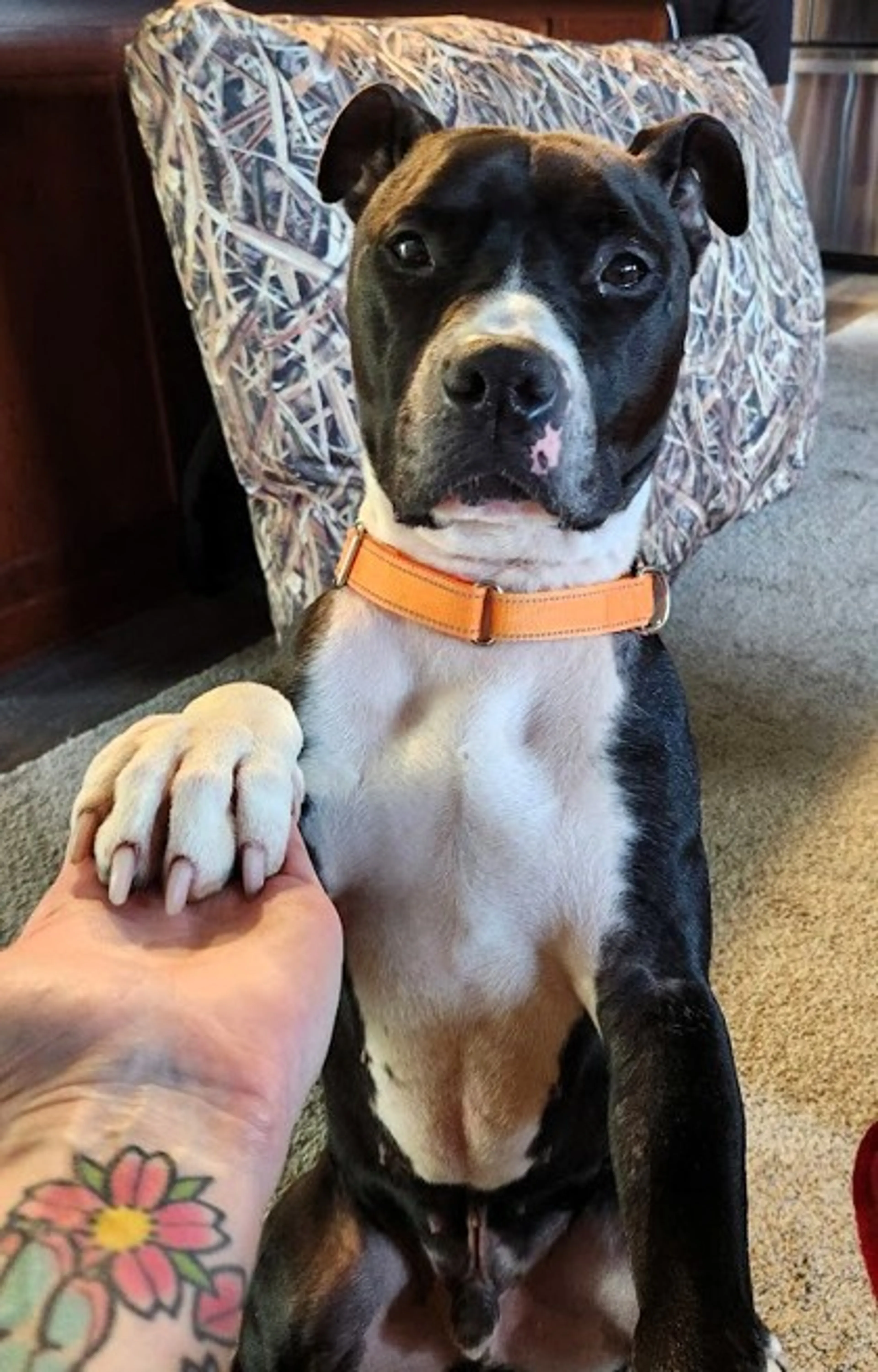 Found pet