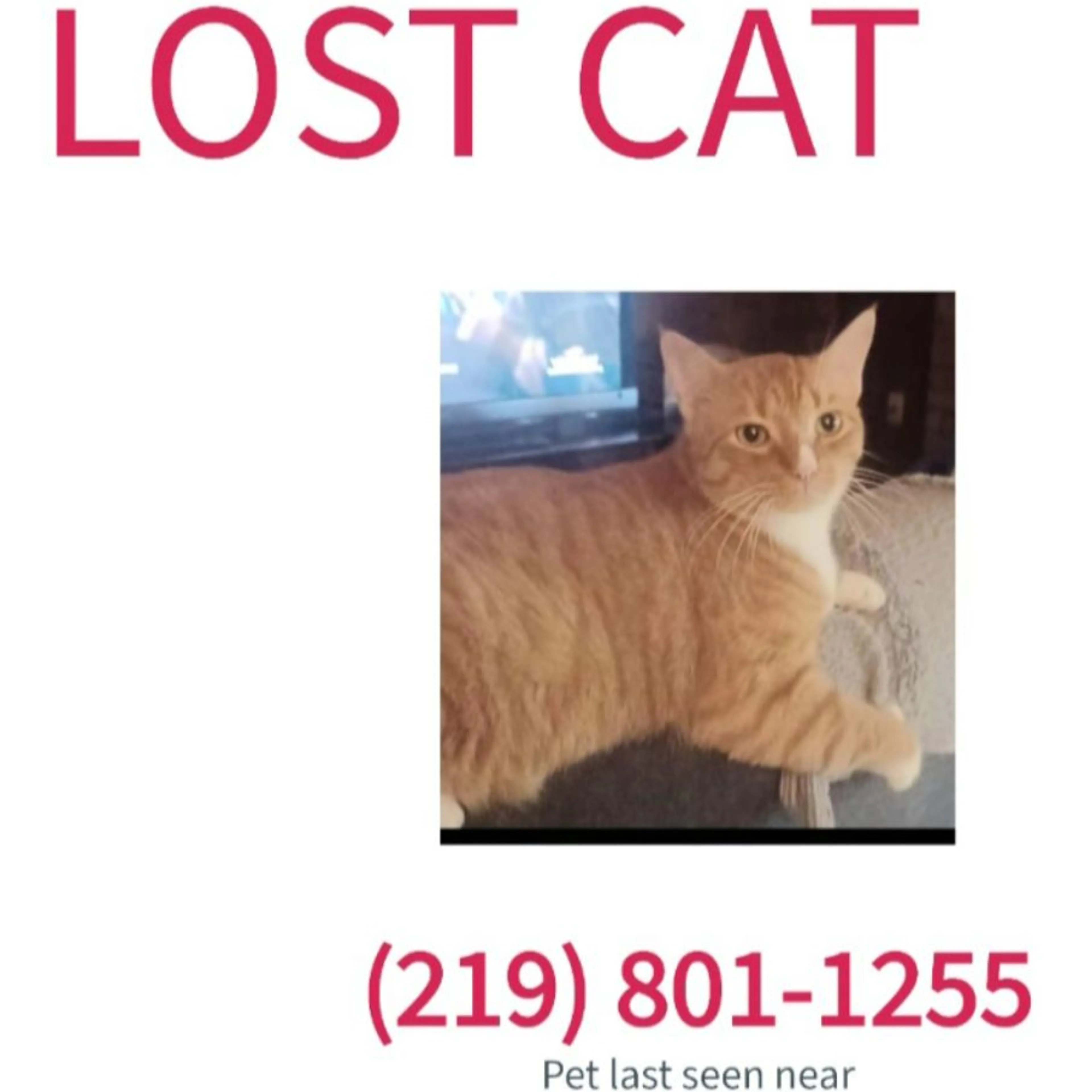 Lost pet