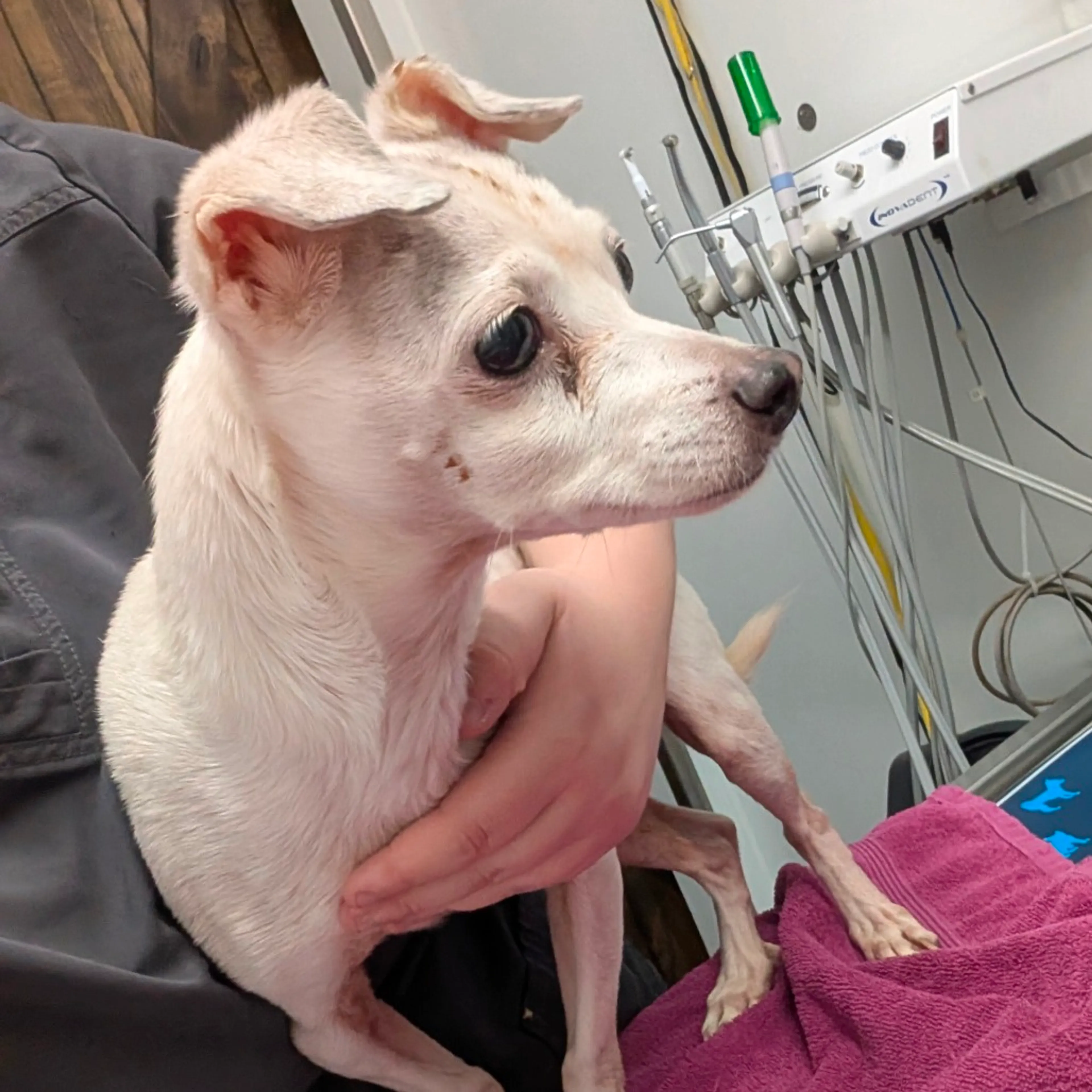 Found pet-1