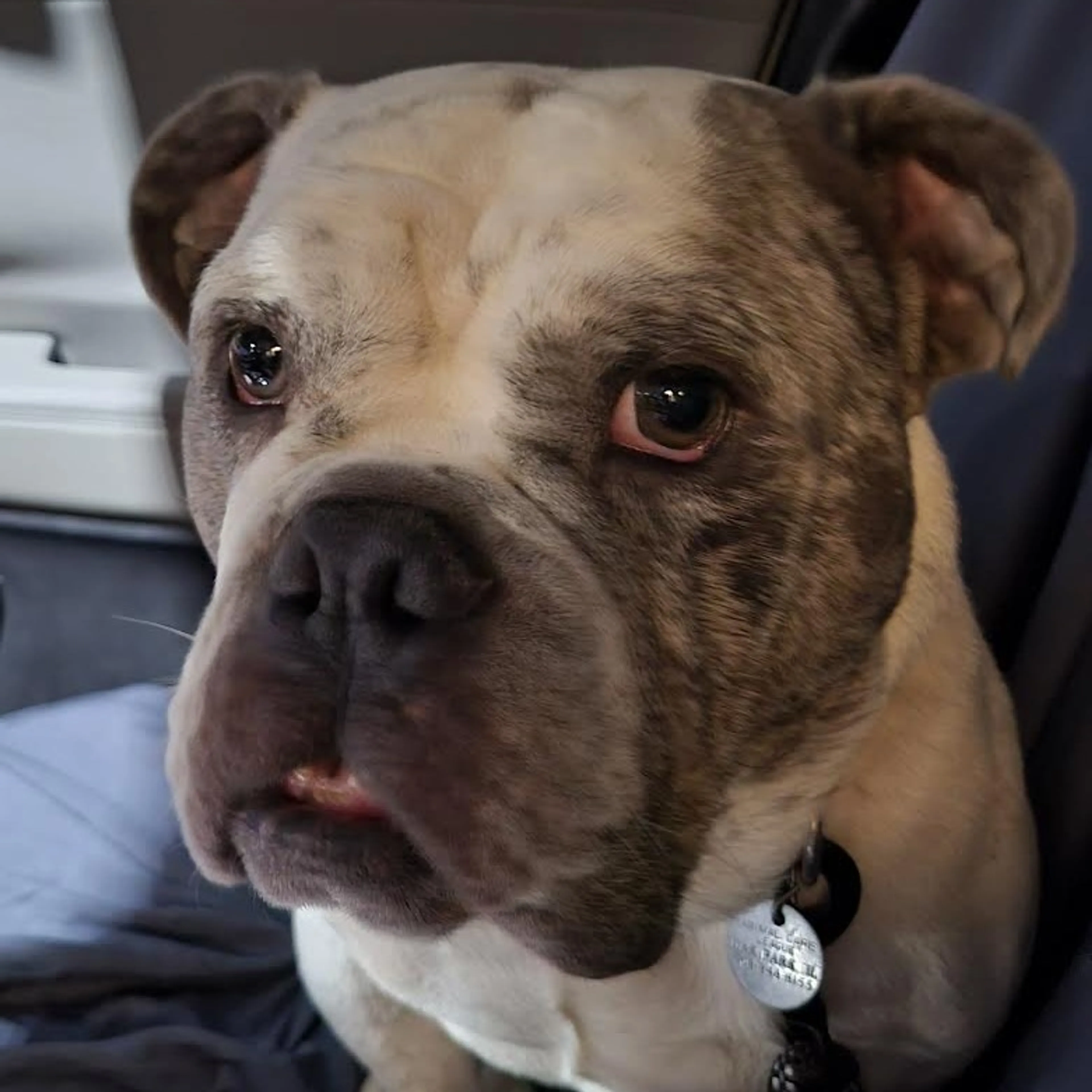 cdn image