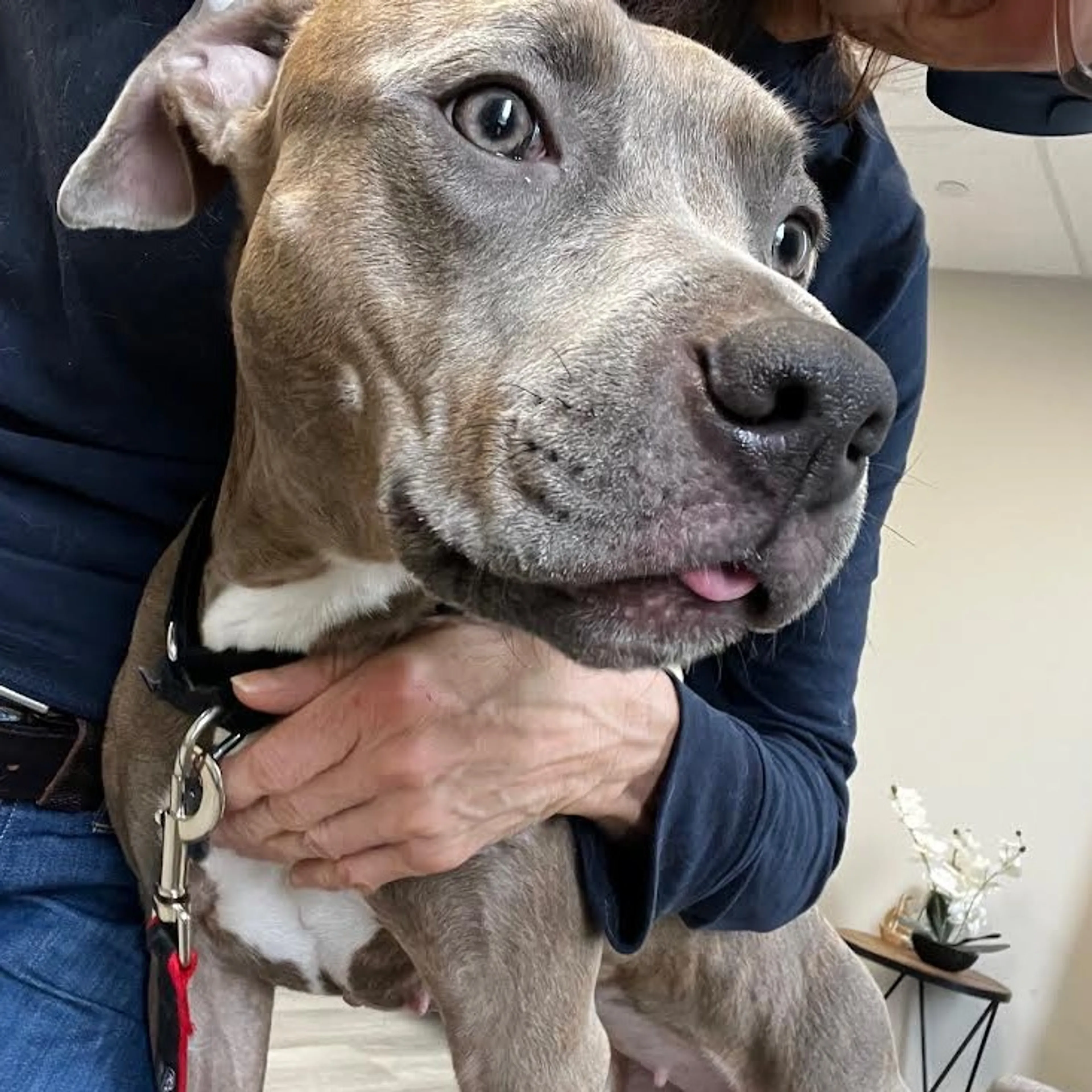 Found pet-14
