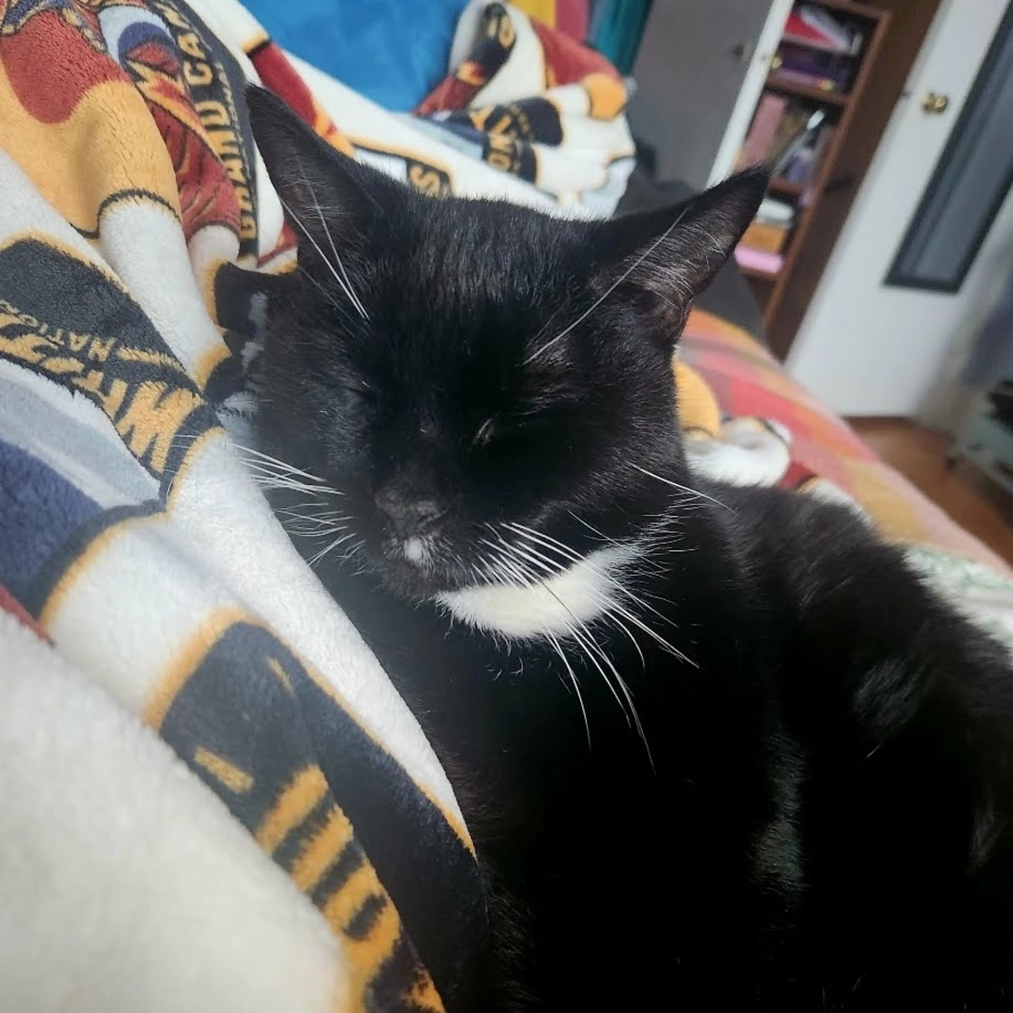 Found pet-3
