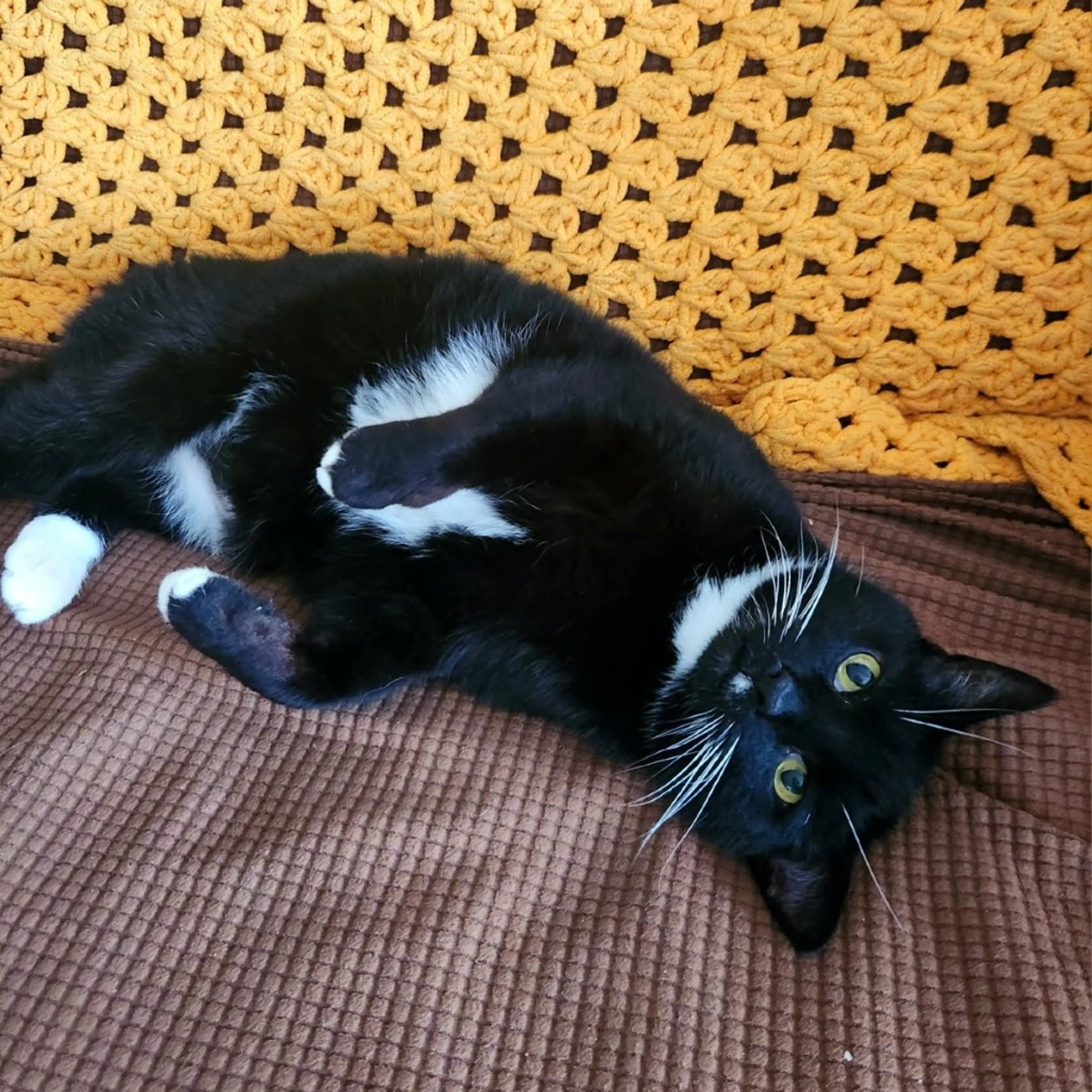Found pet-0