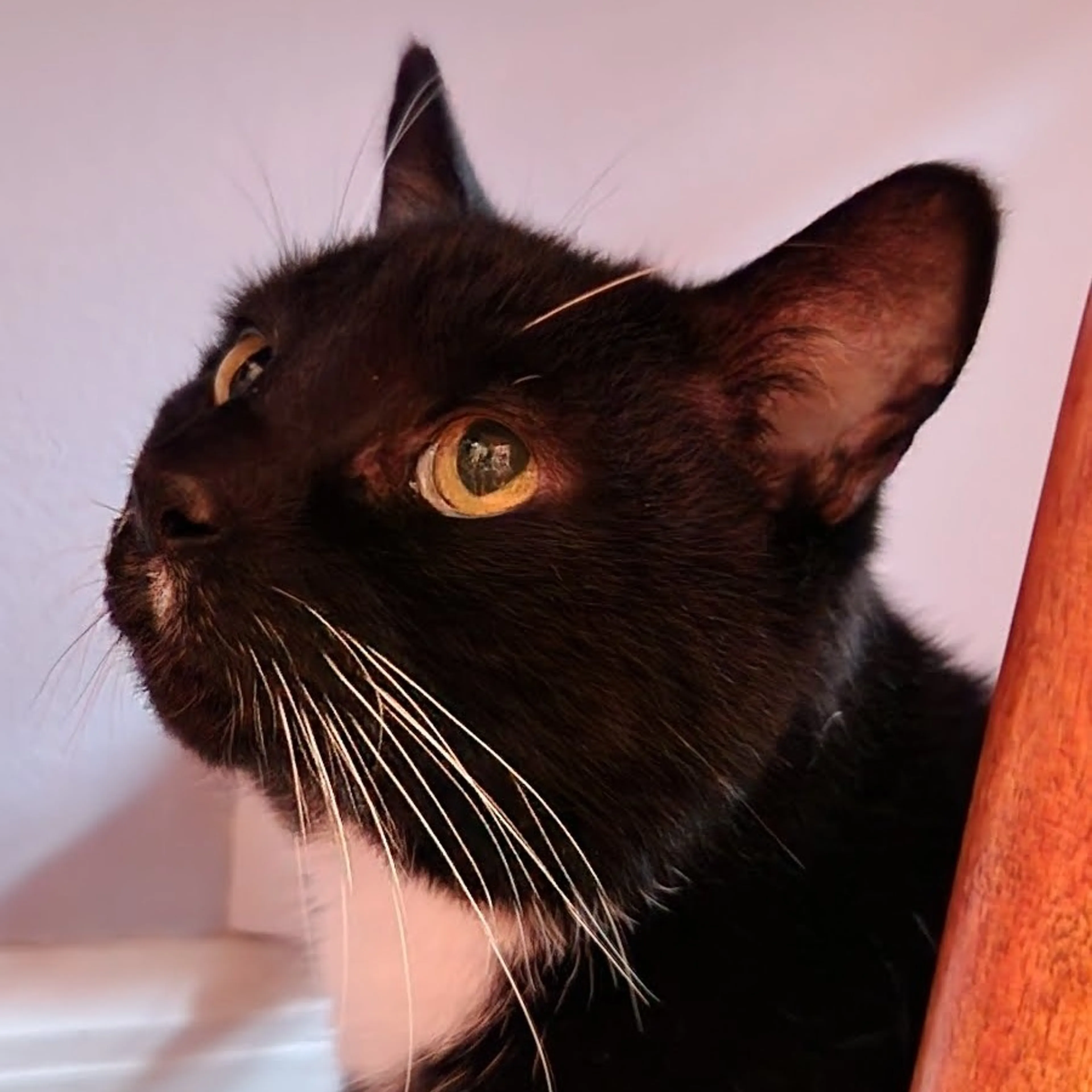 Found pet-5