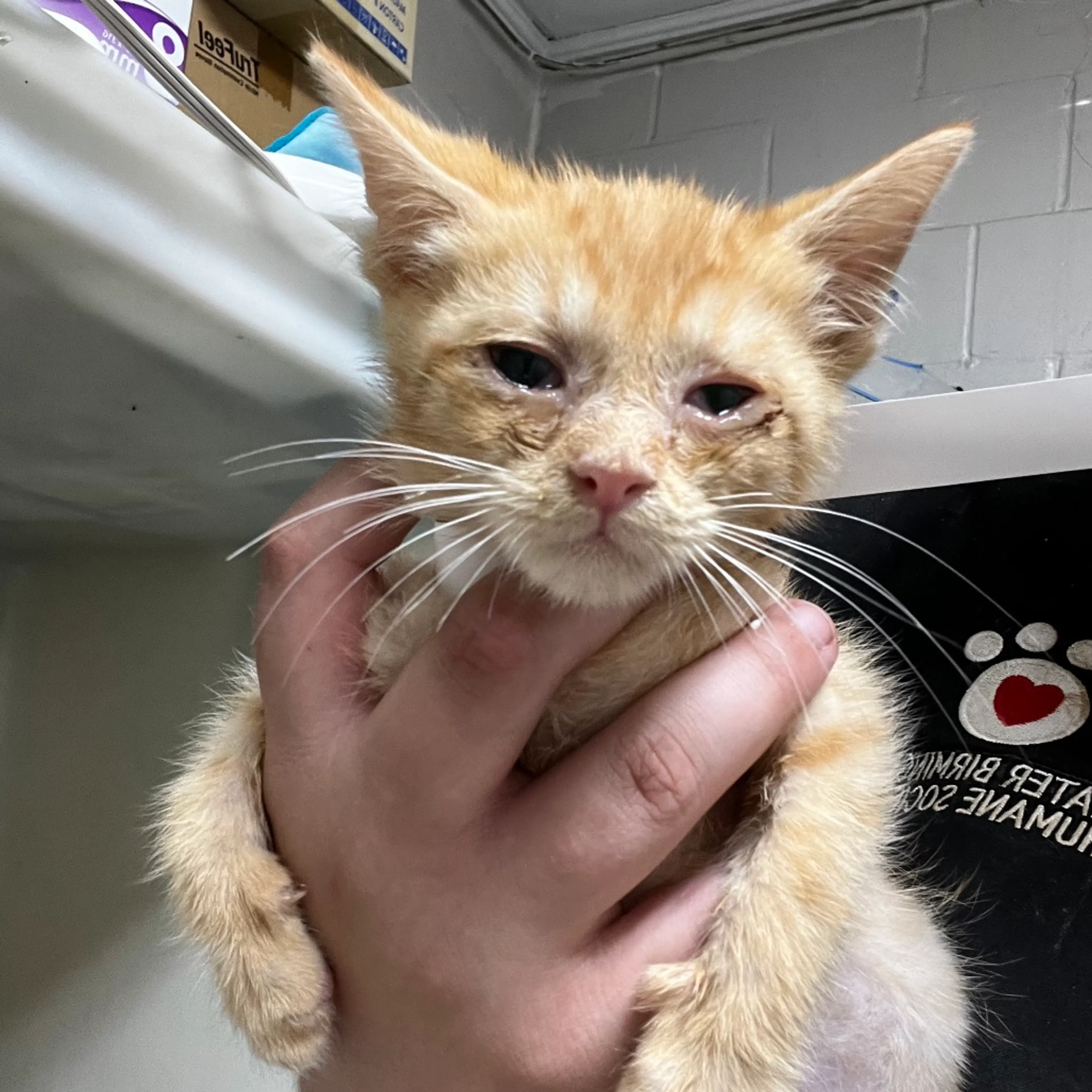 Found pet