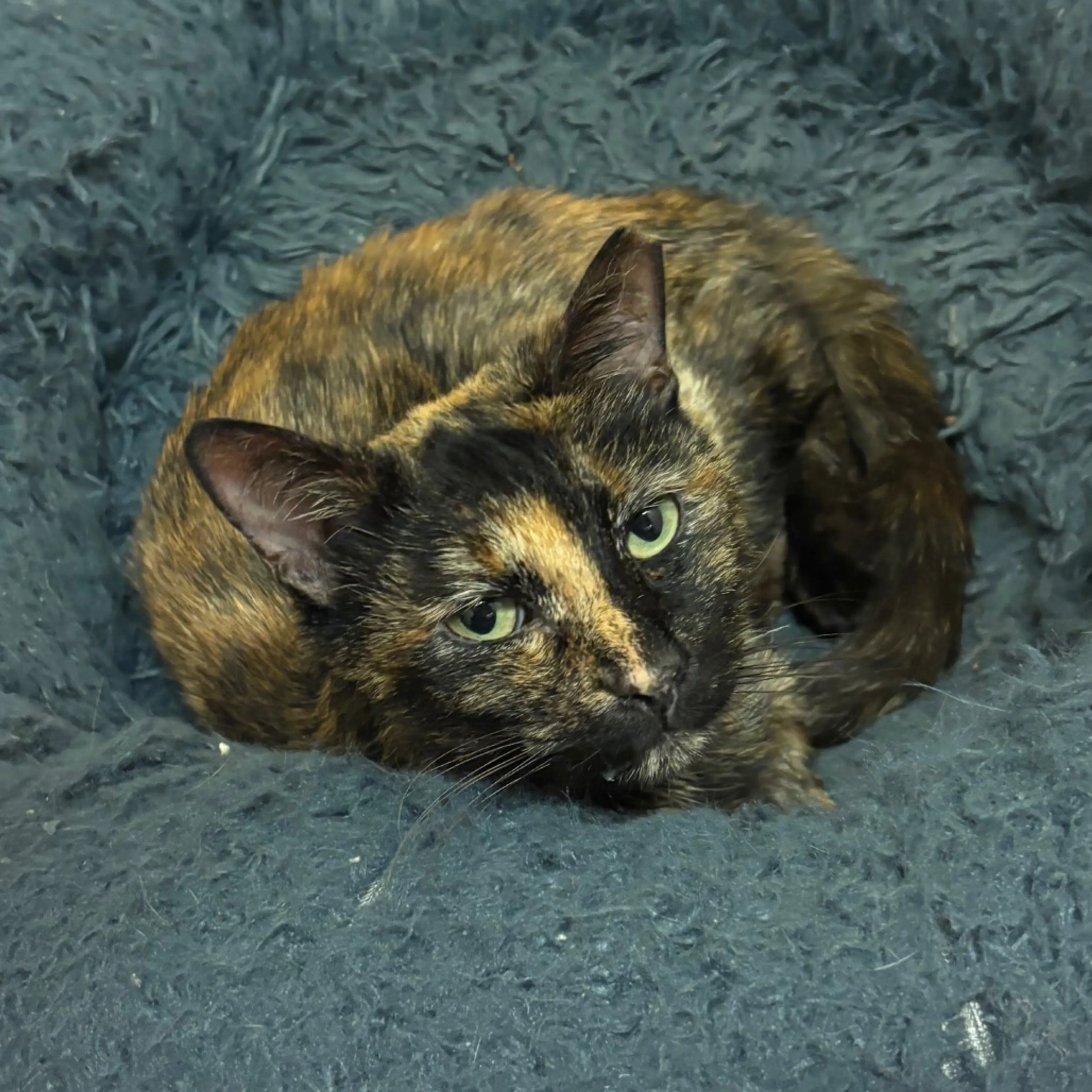 Found pet-8