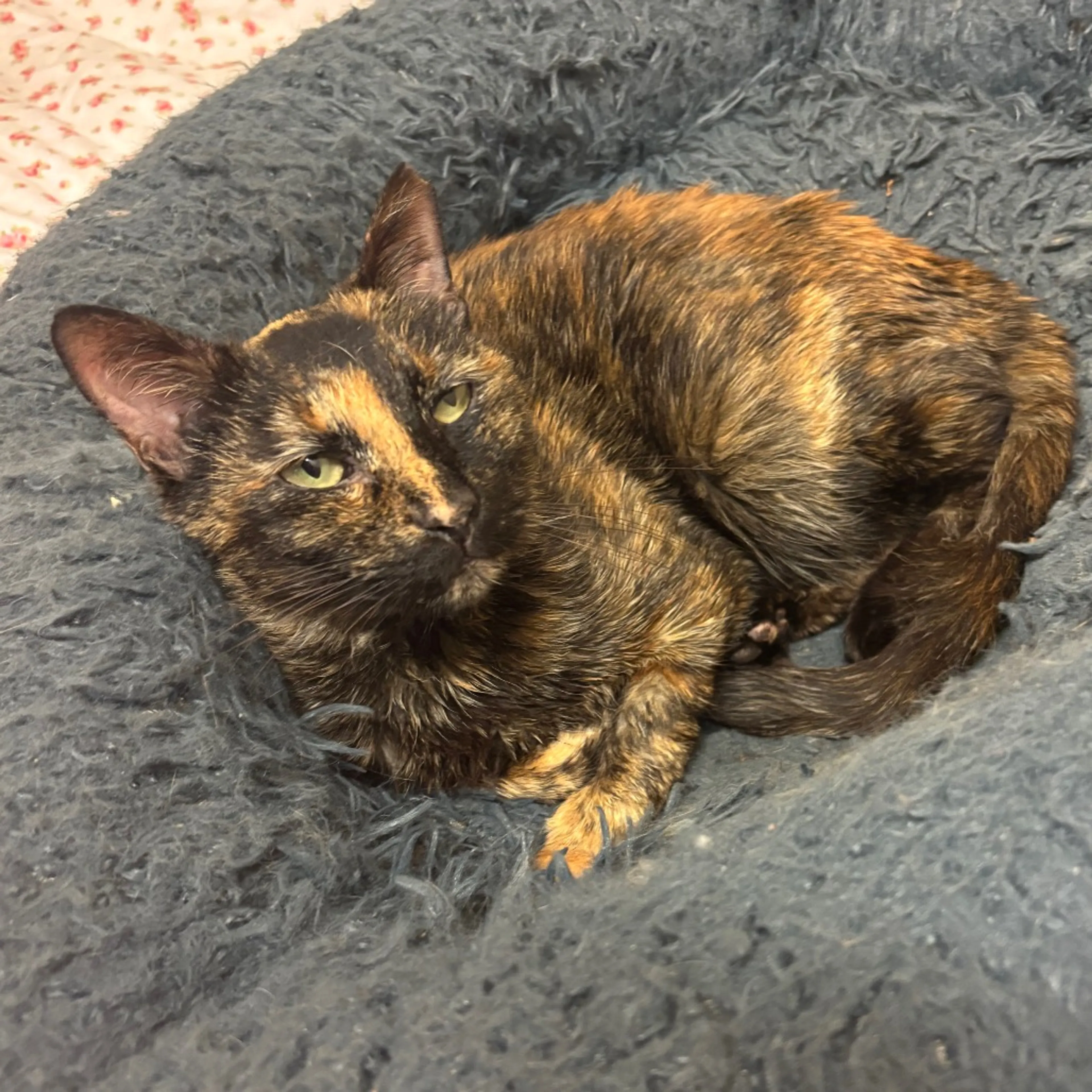 Found pet-9