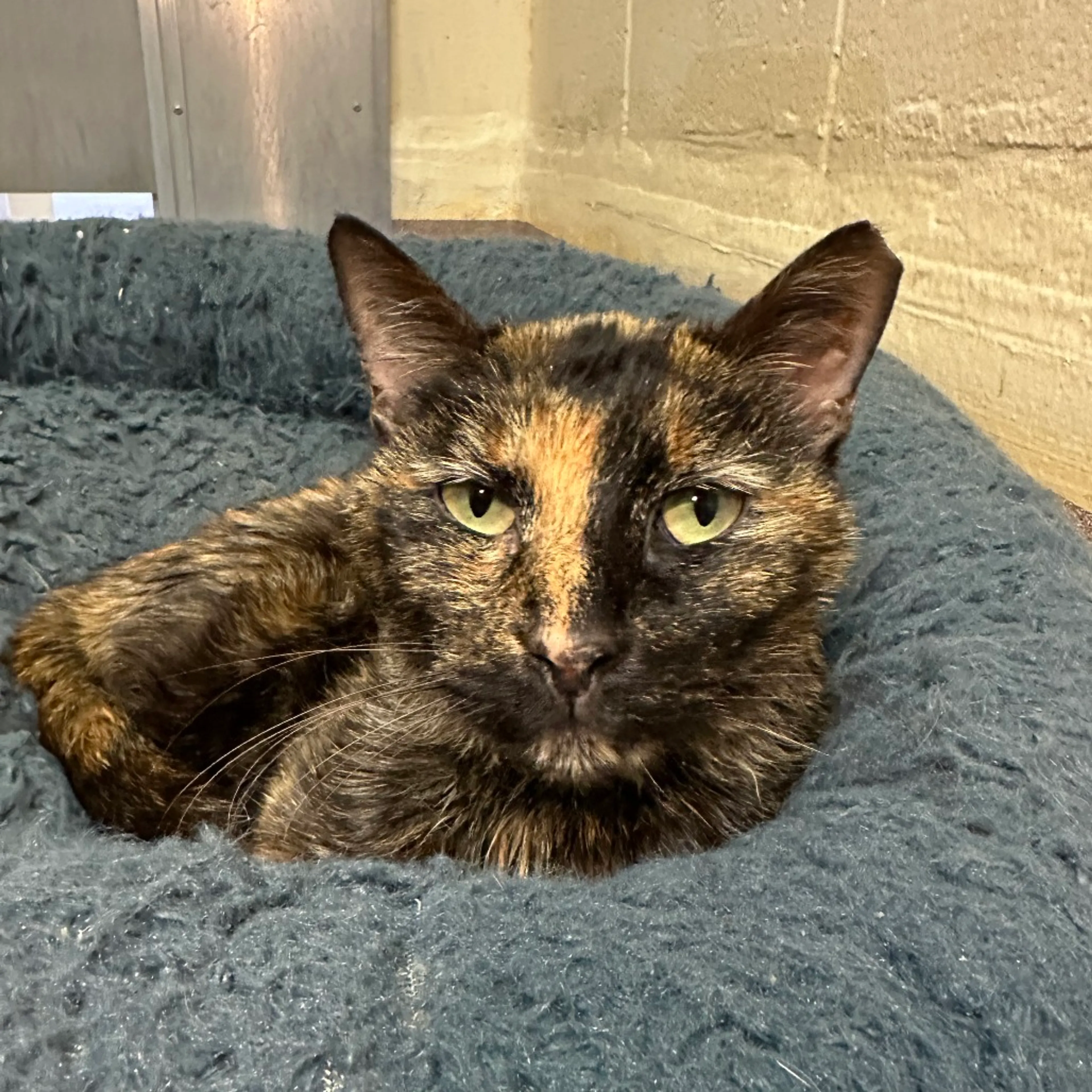 Found pet-7