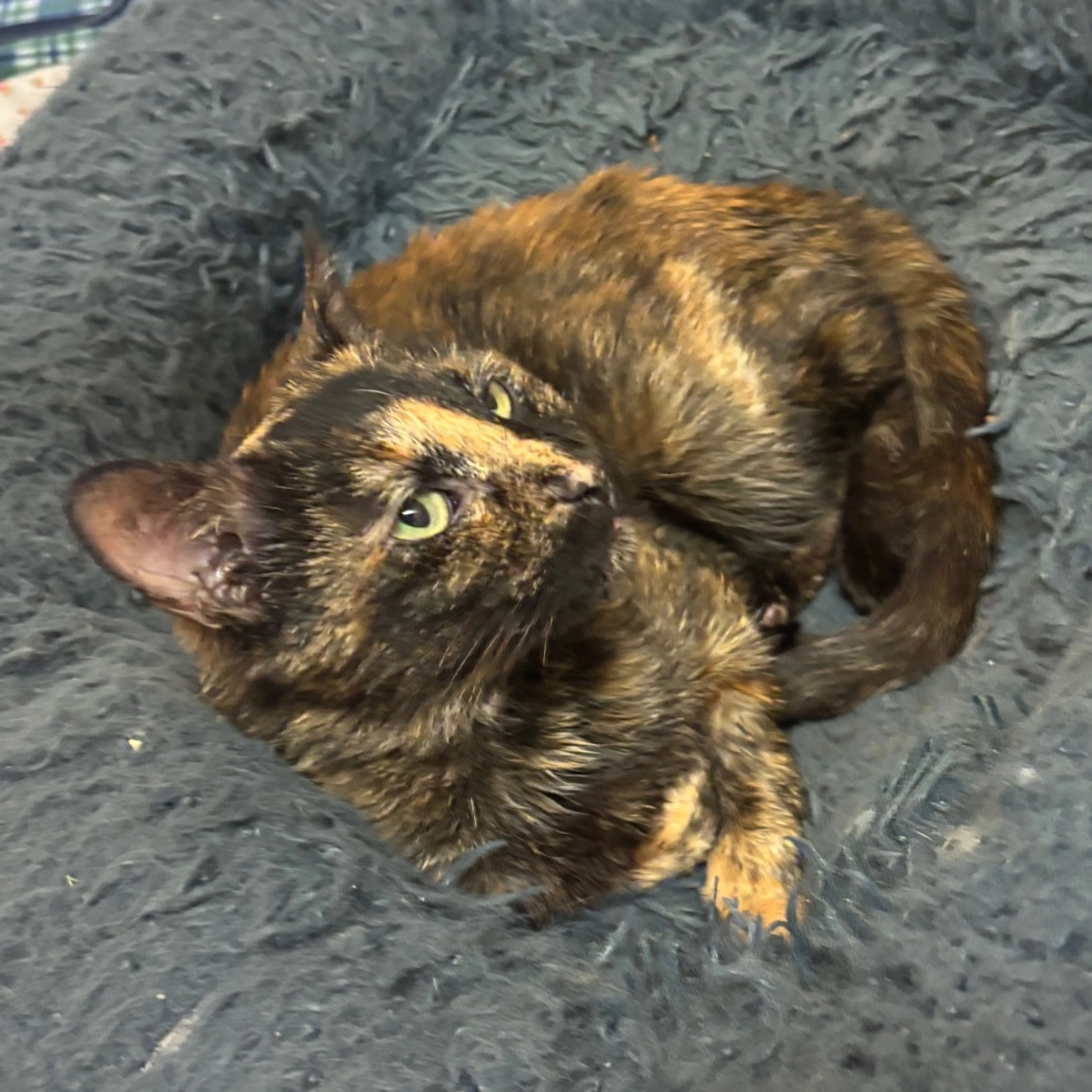 Found pet-10