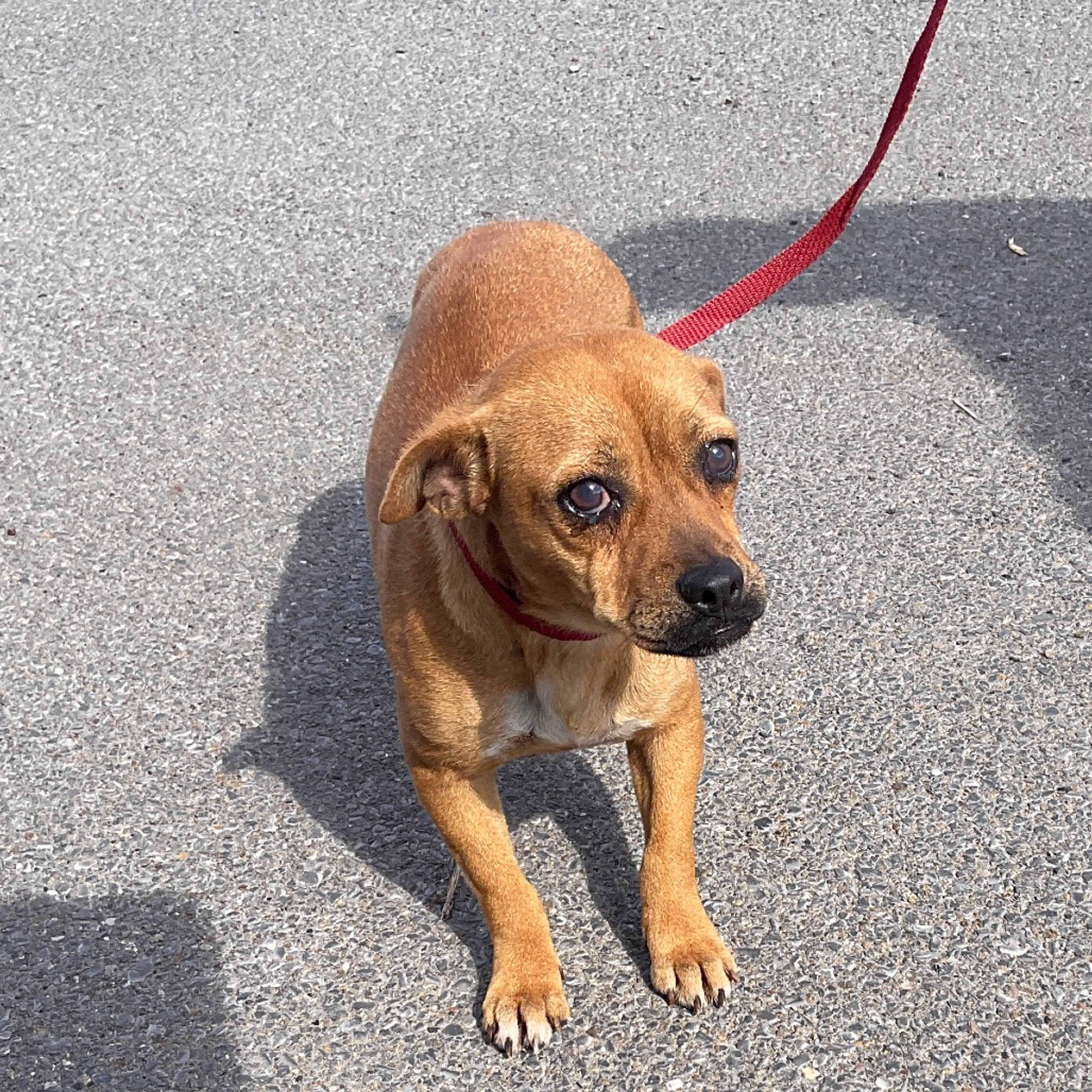 Found pet
