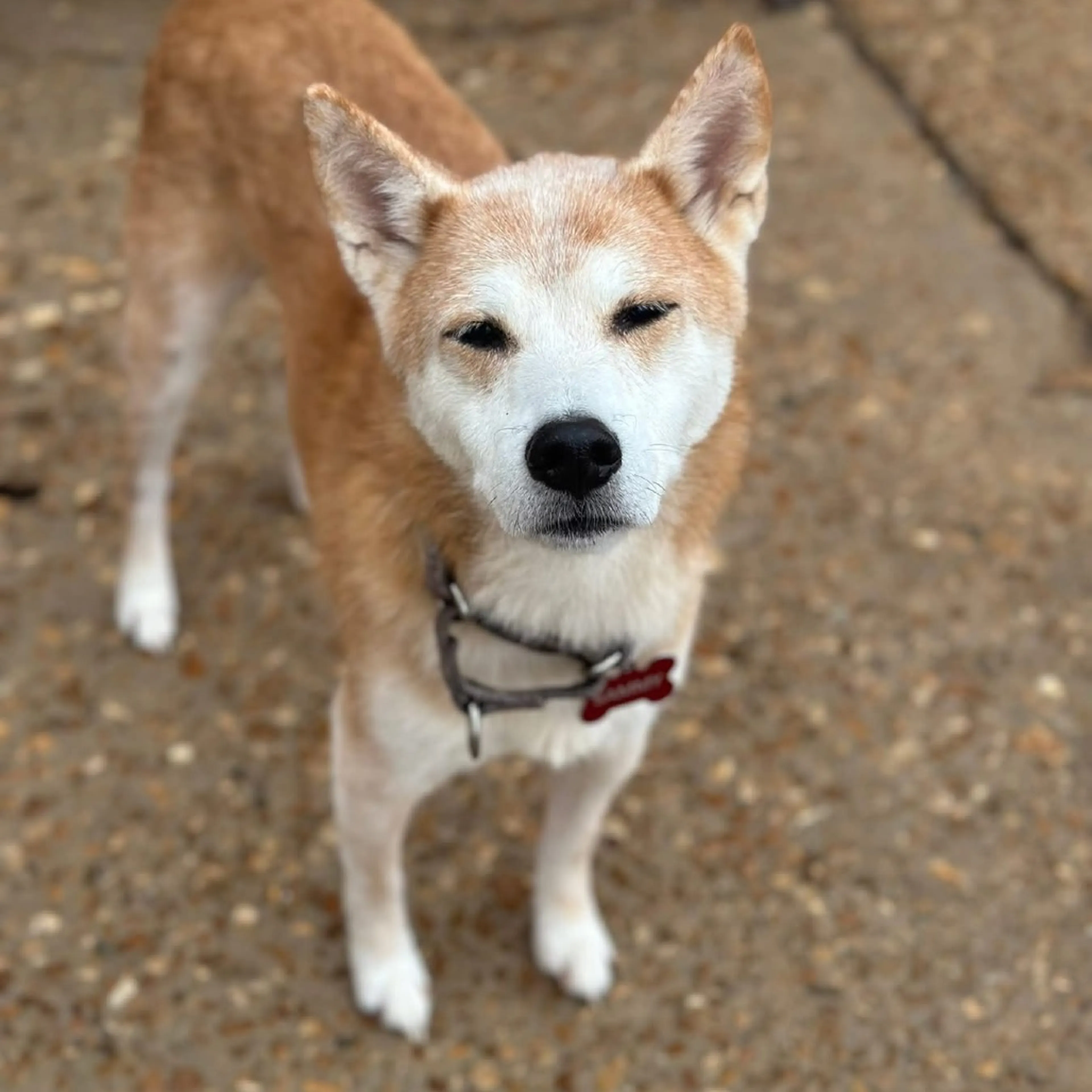 Found pet-3