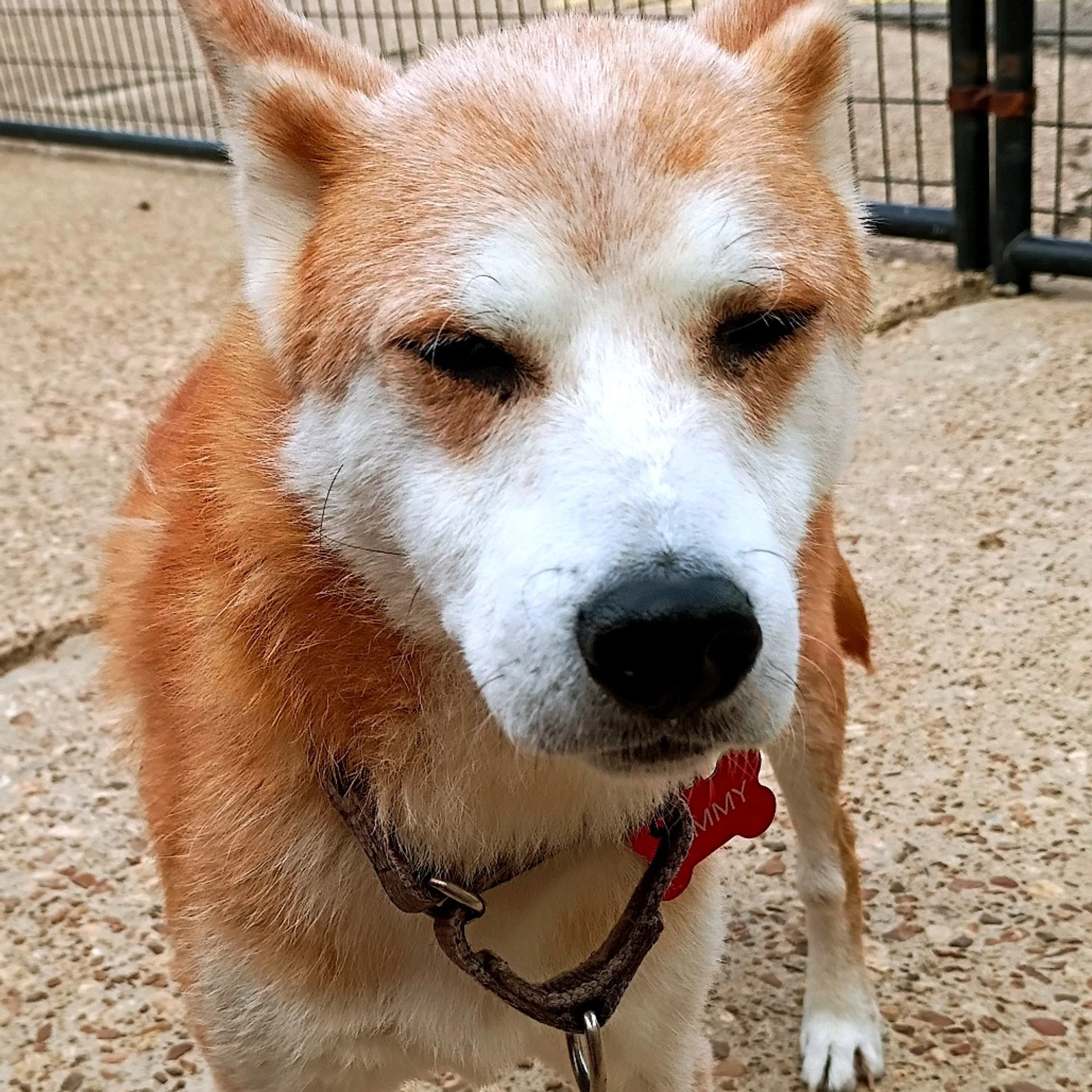 Found pet-2