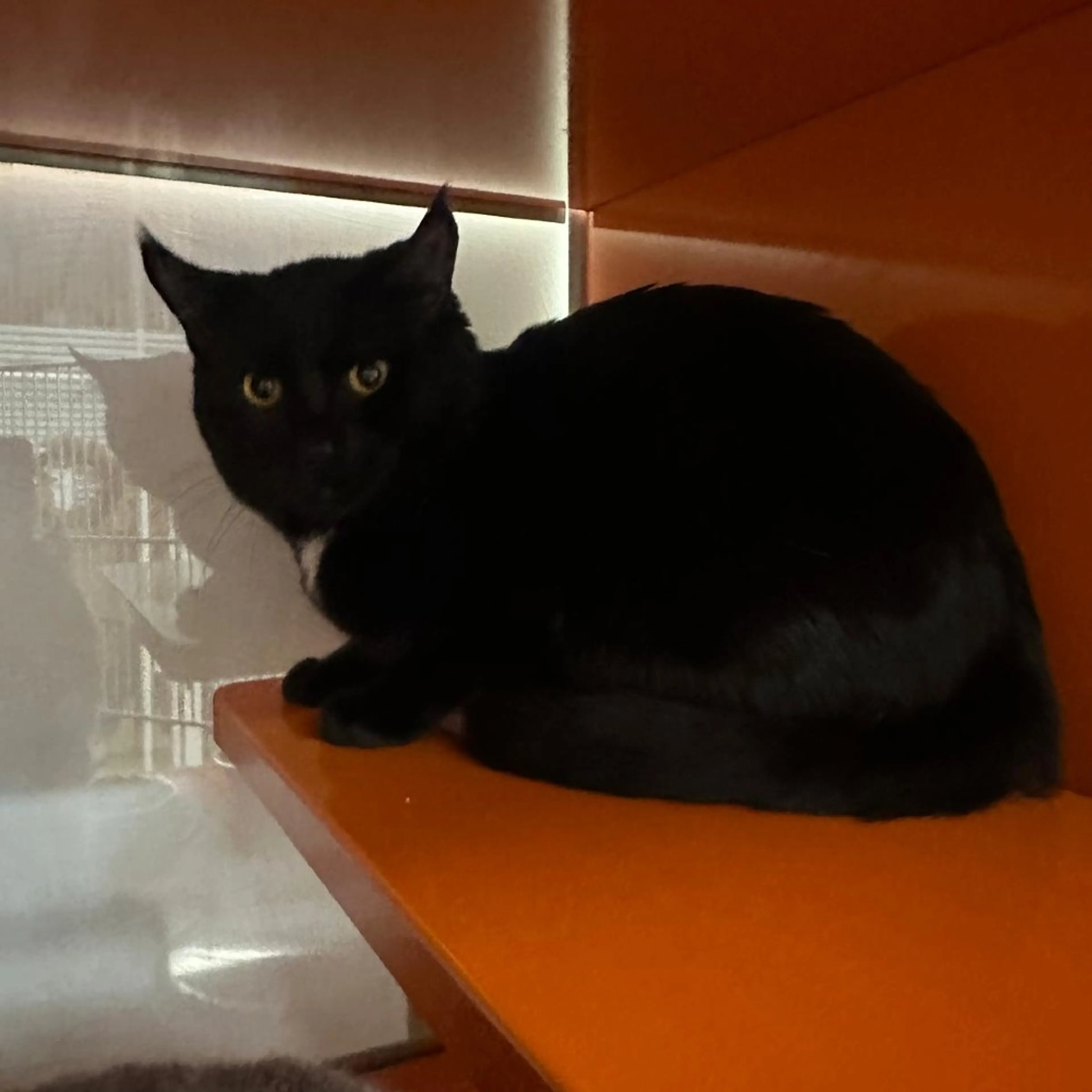 Found pet-1