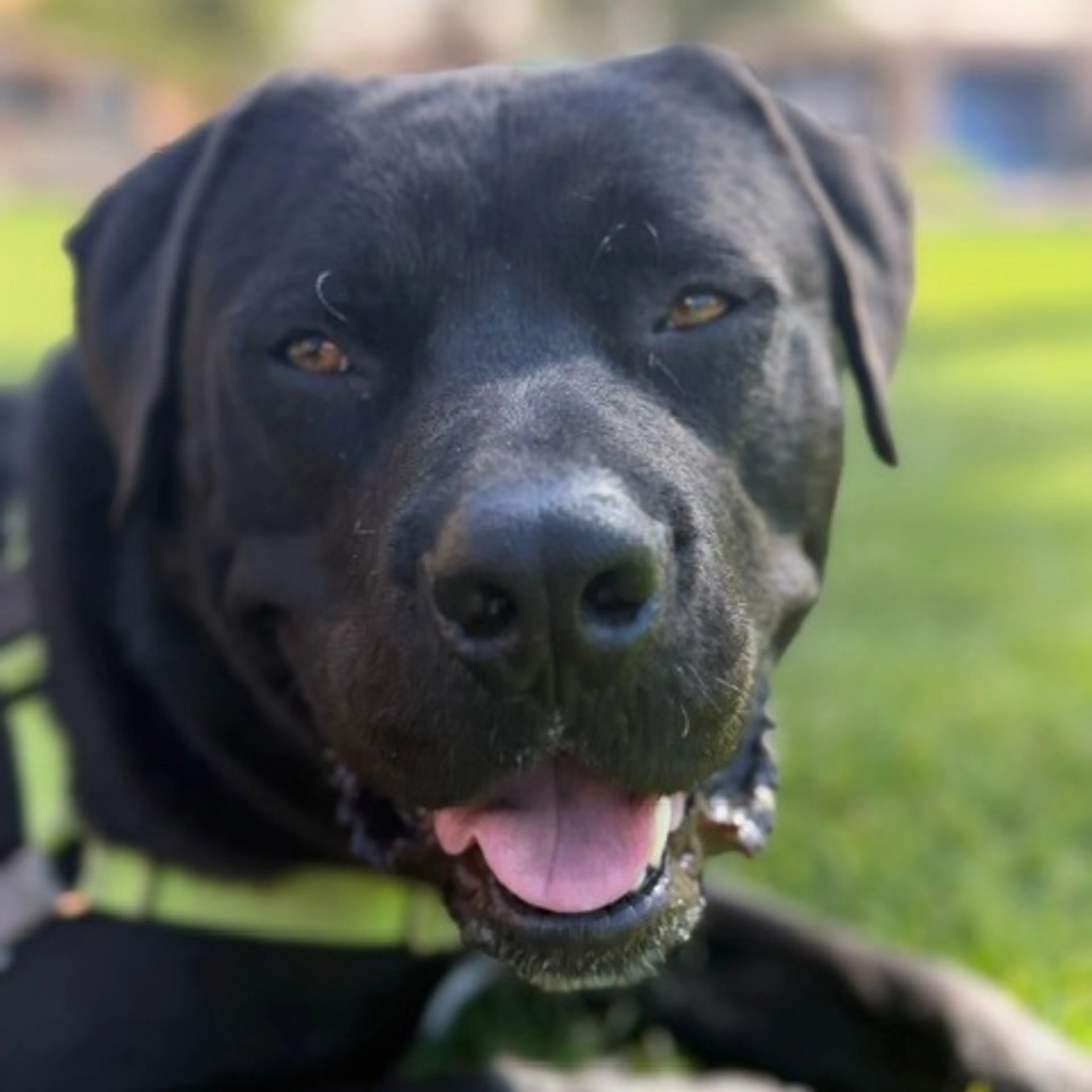 Found pet-25