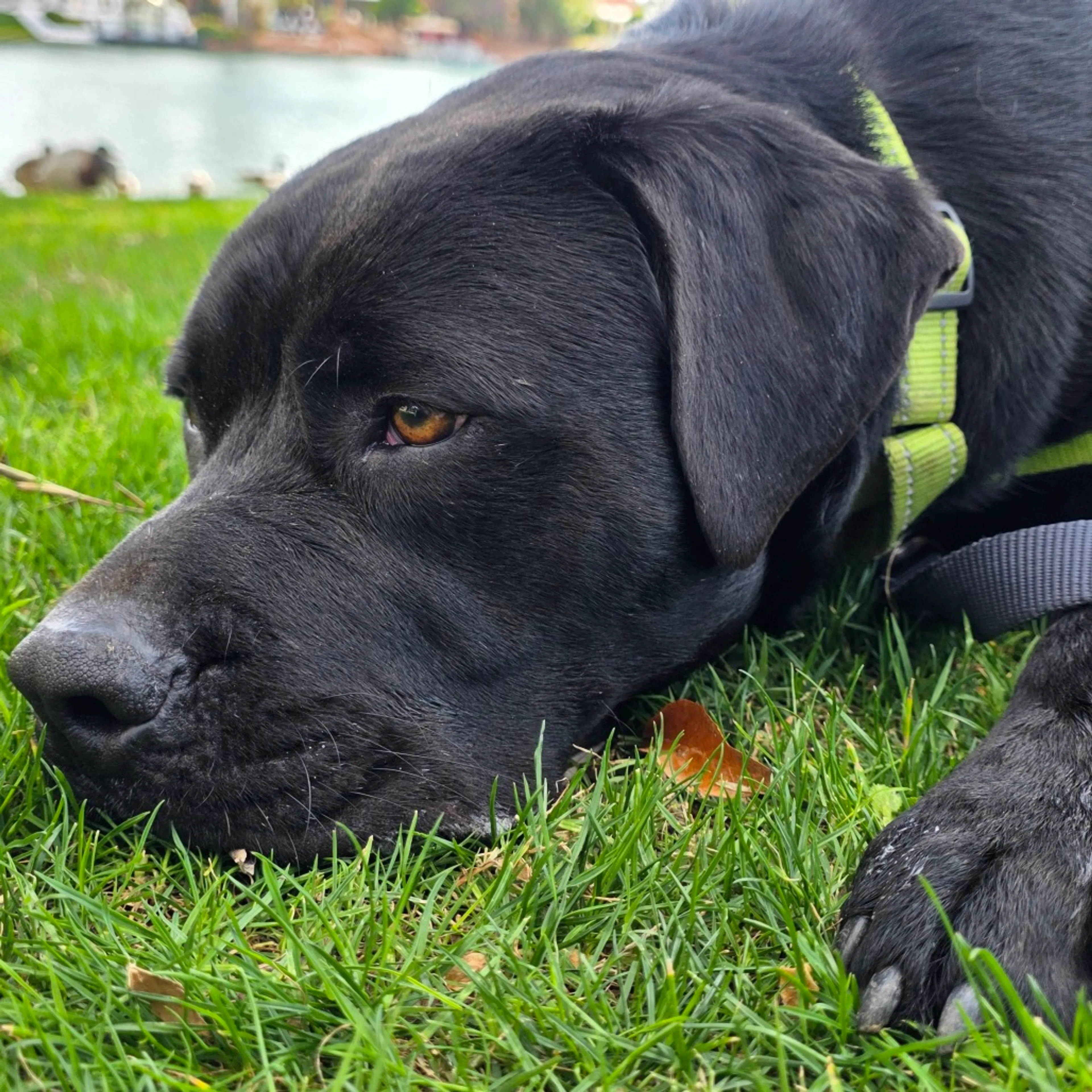 Found pet-21