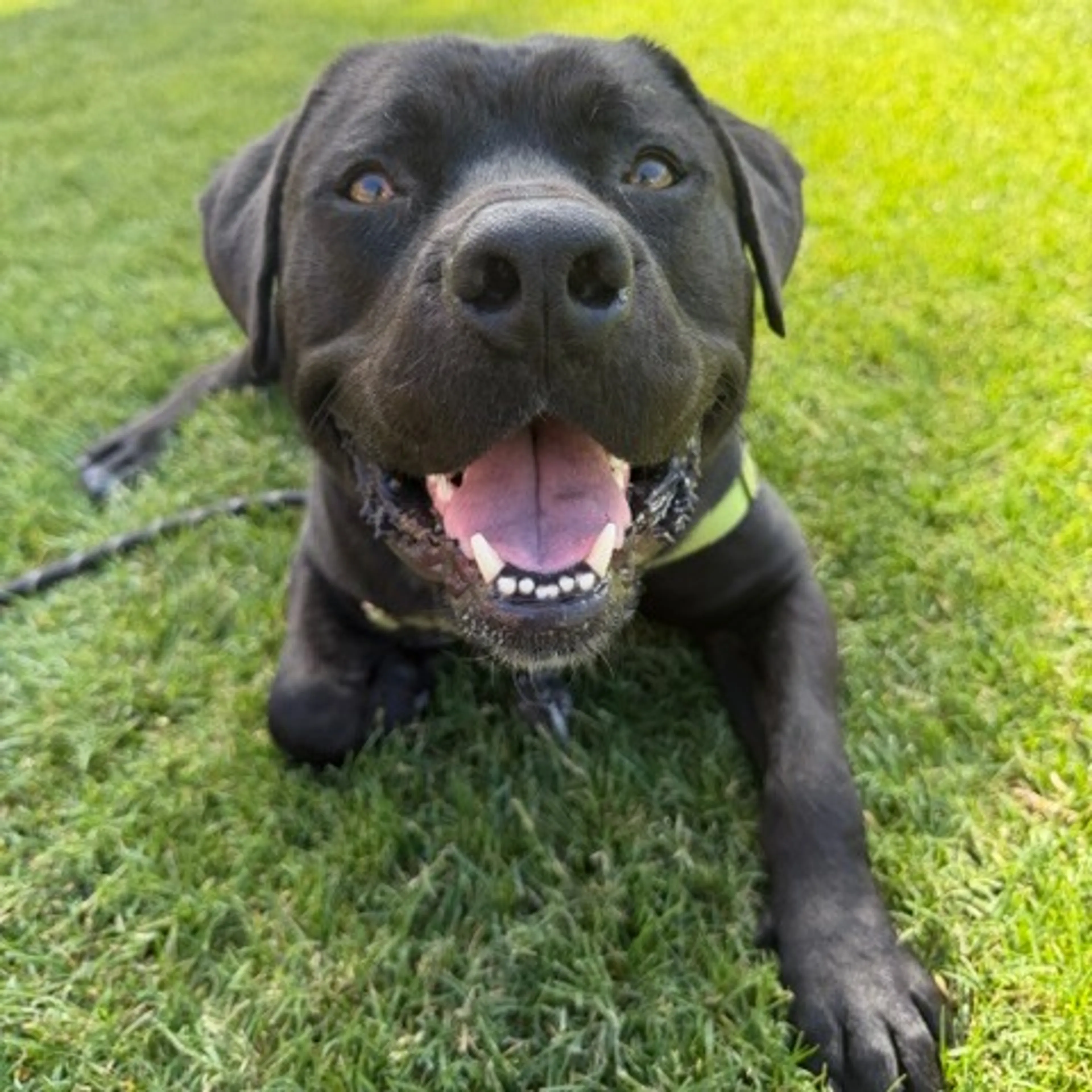 Found pet-28