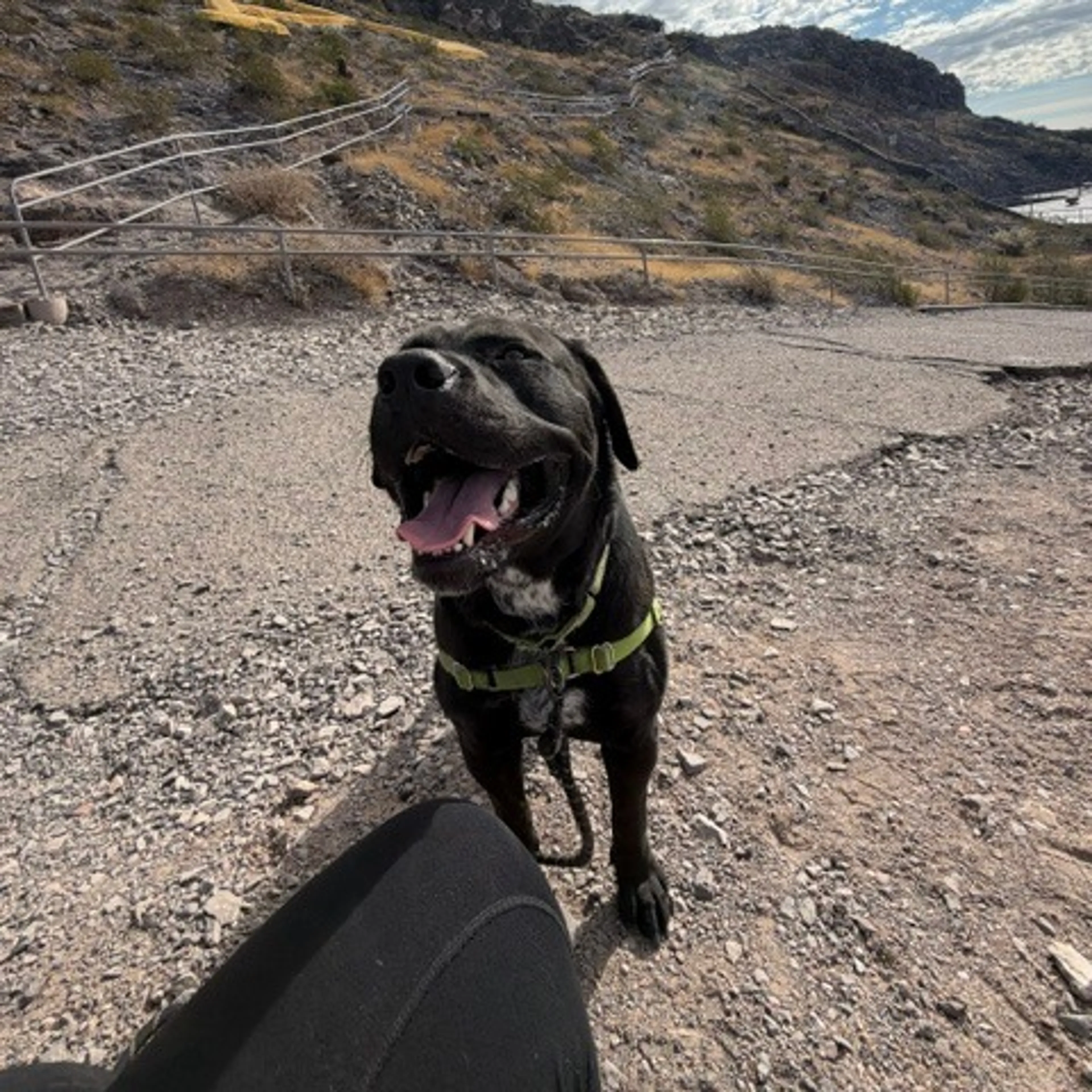 Found pet-27