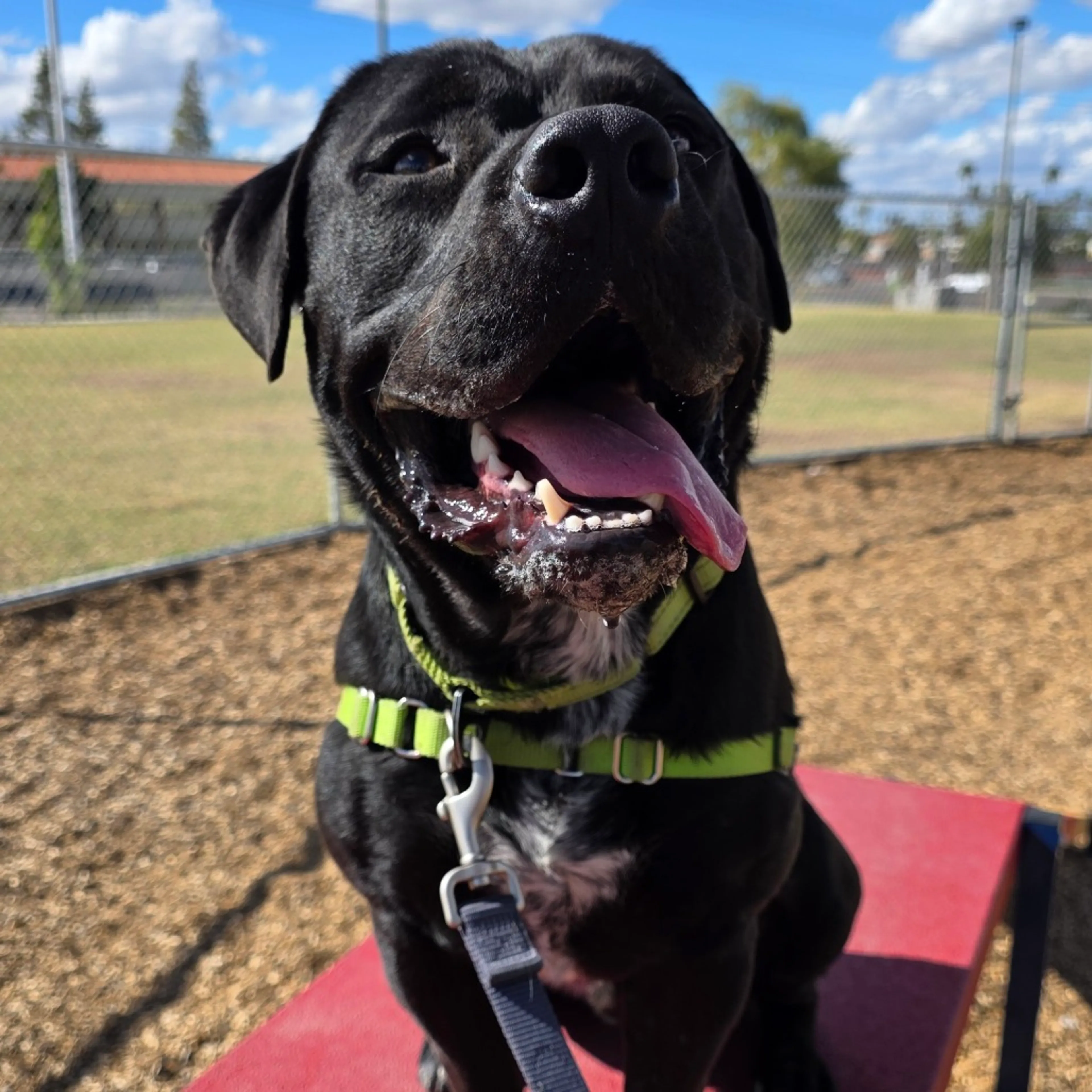 Found pet-18