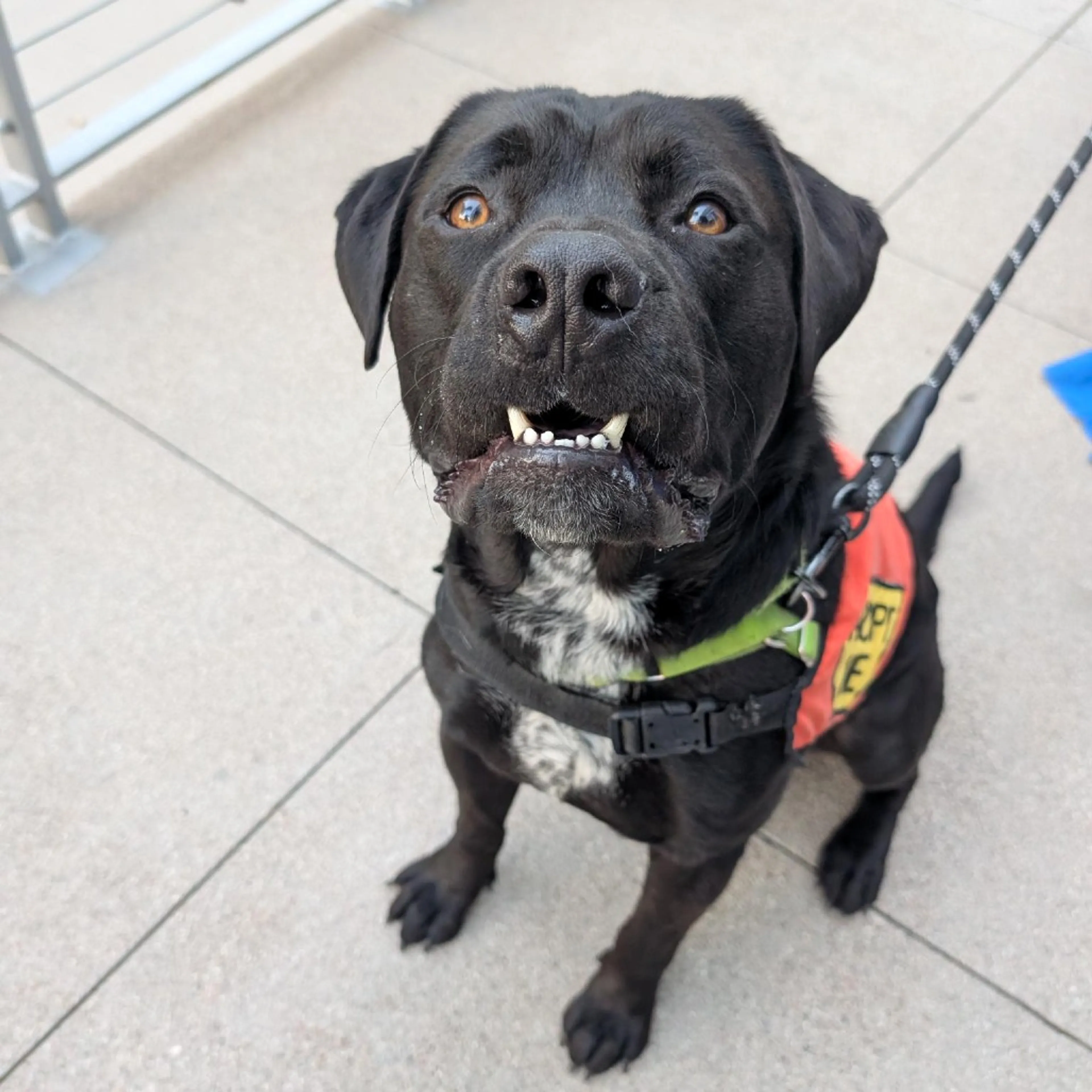 Found pet-24