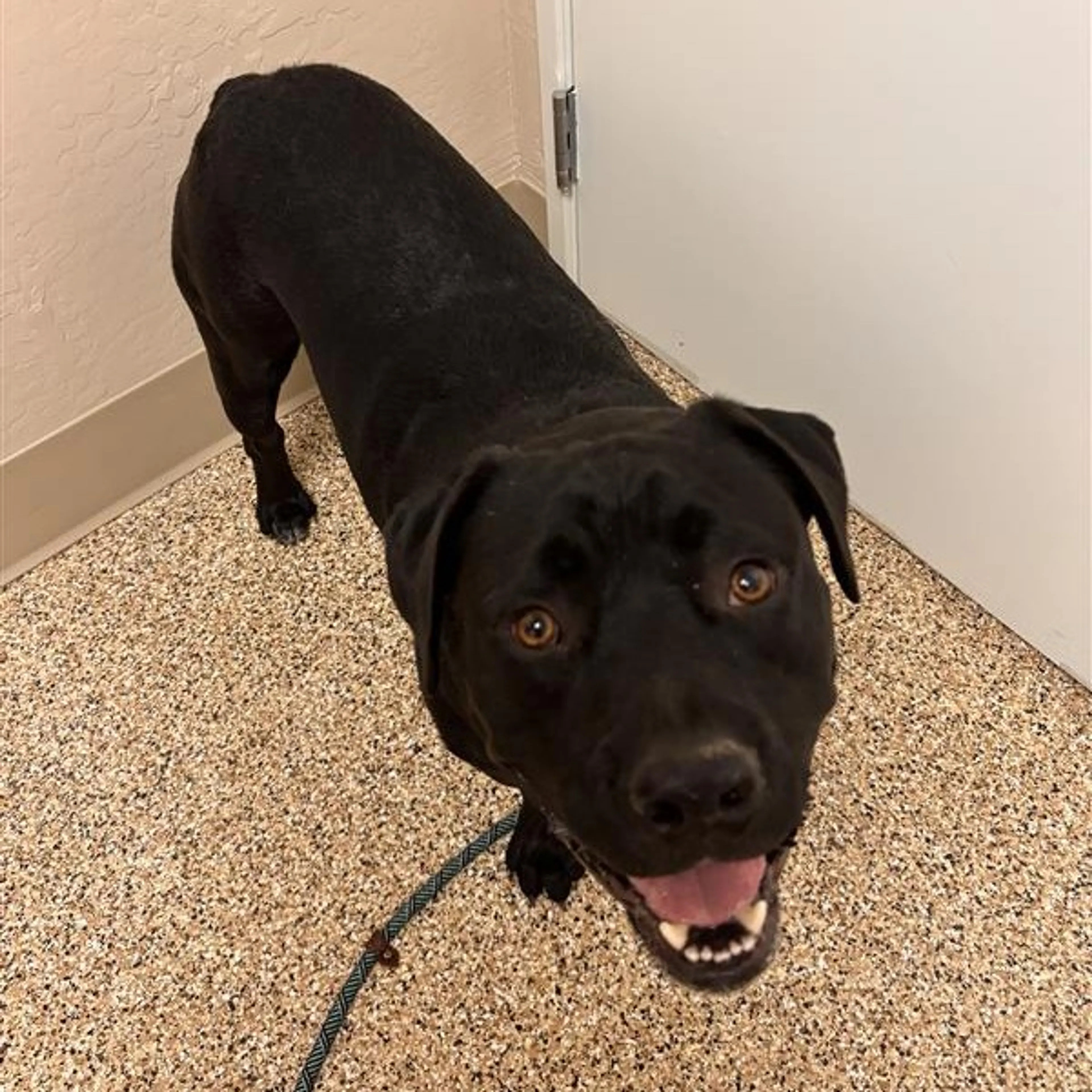 Found pet-1