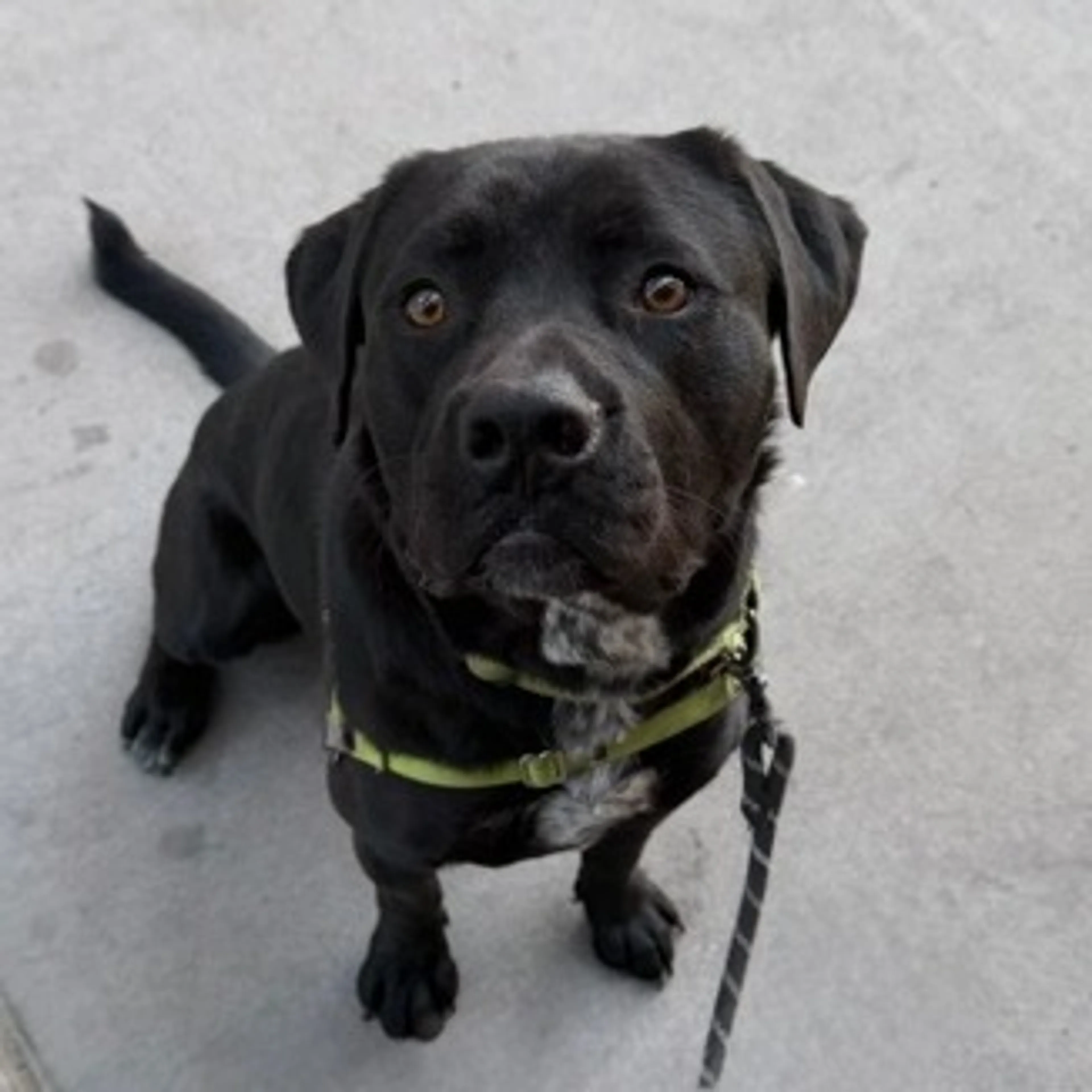 Found pet-29