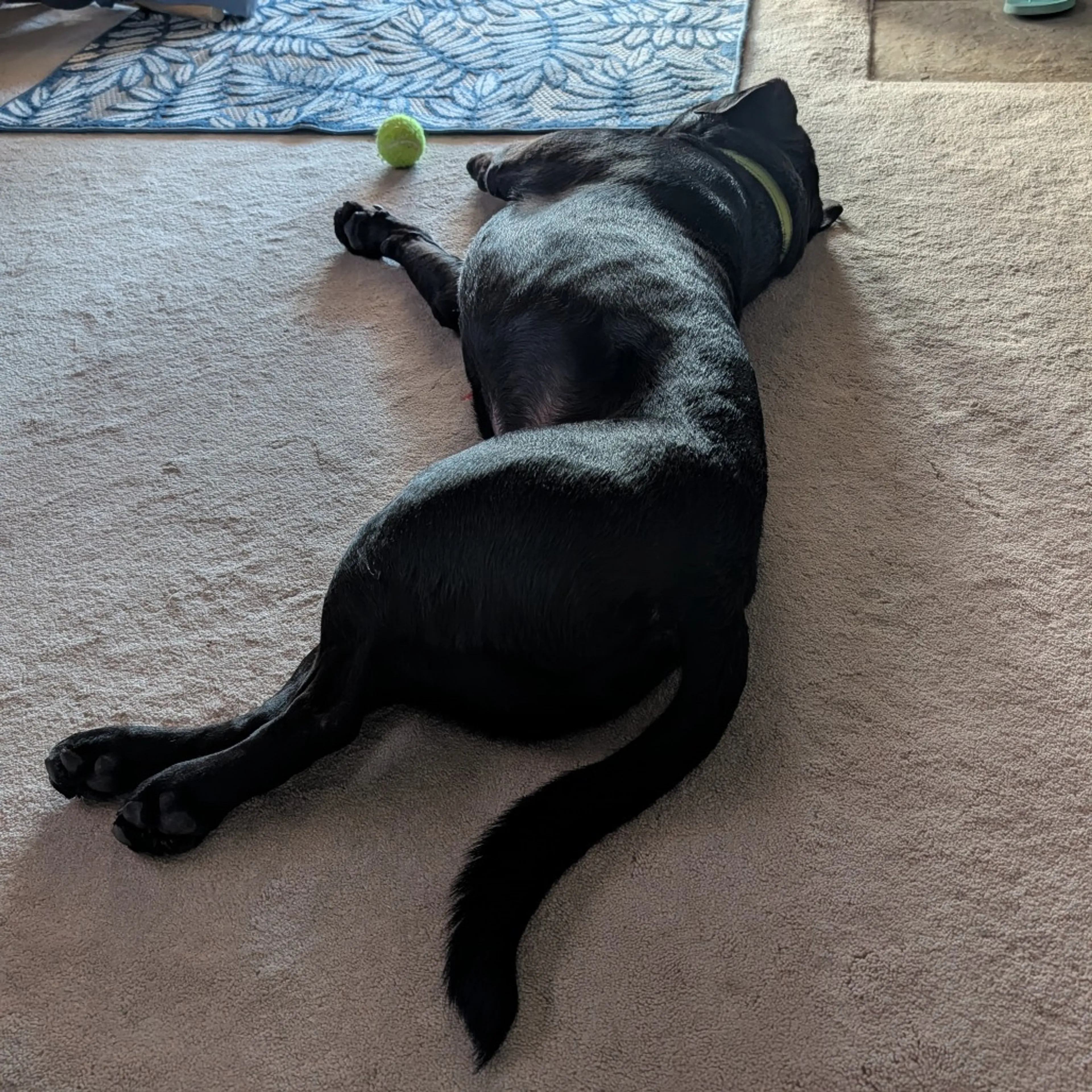 Found pet-17