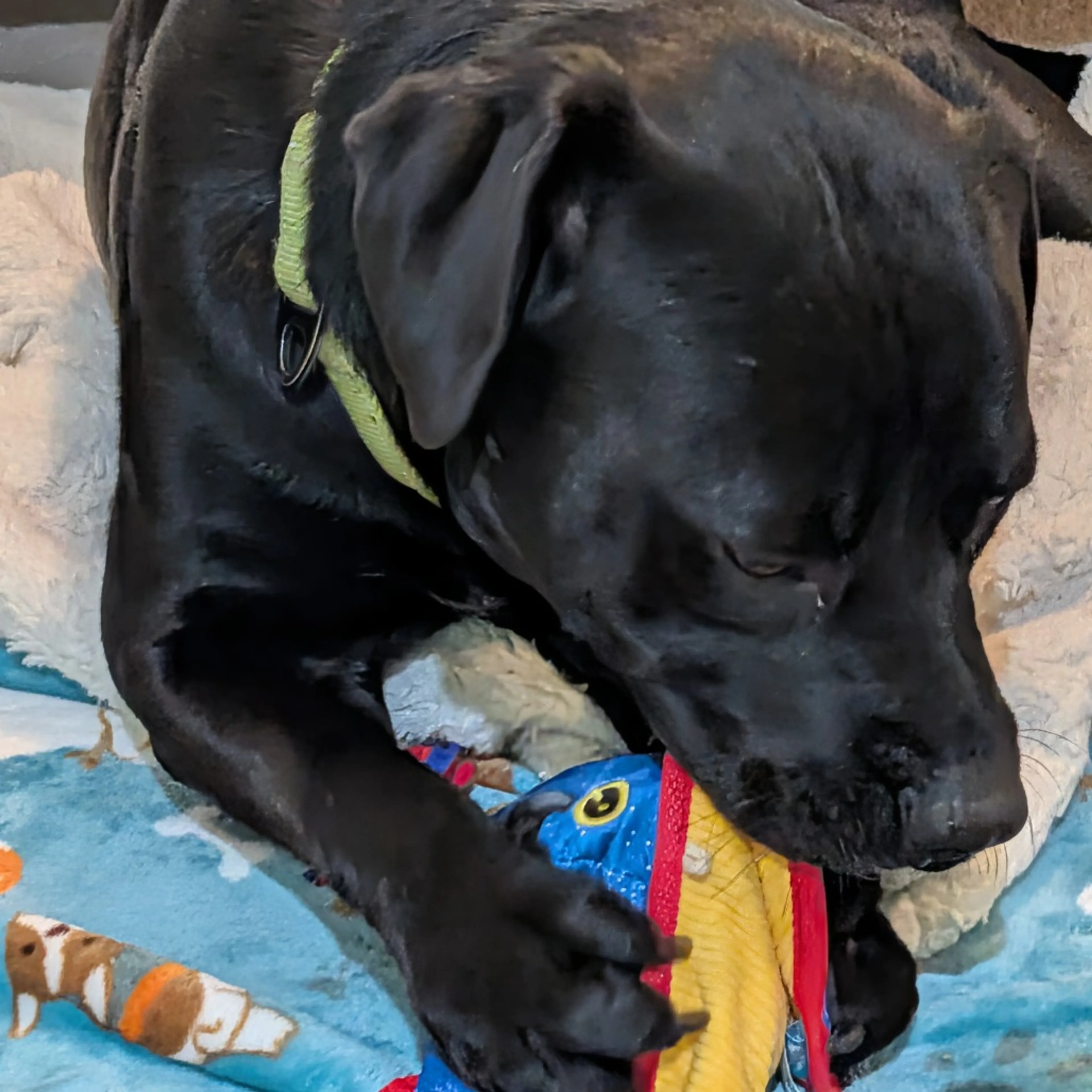 Found pet-13