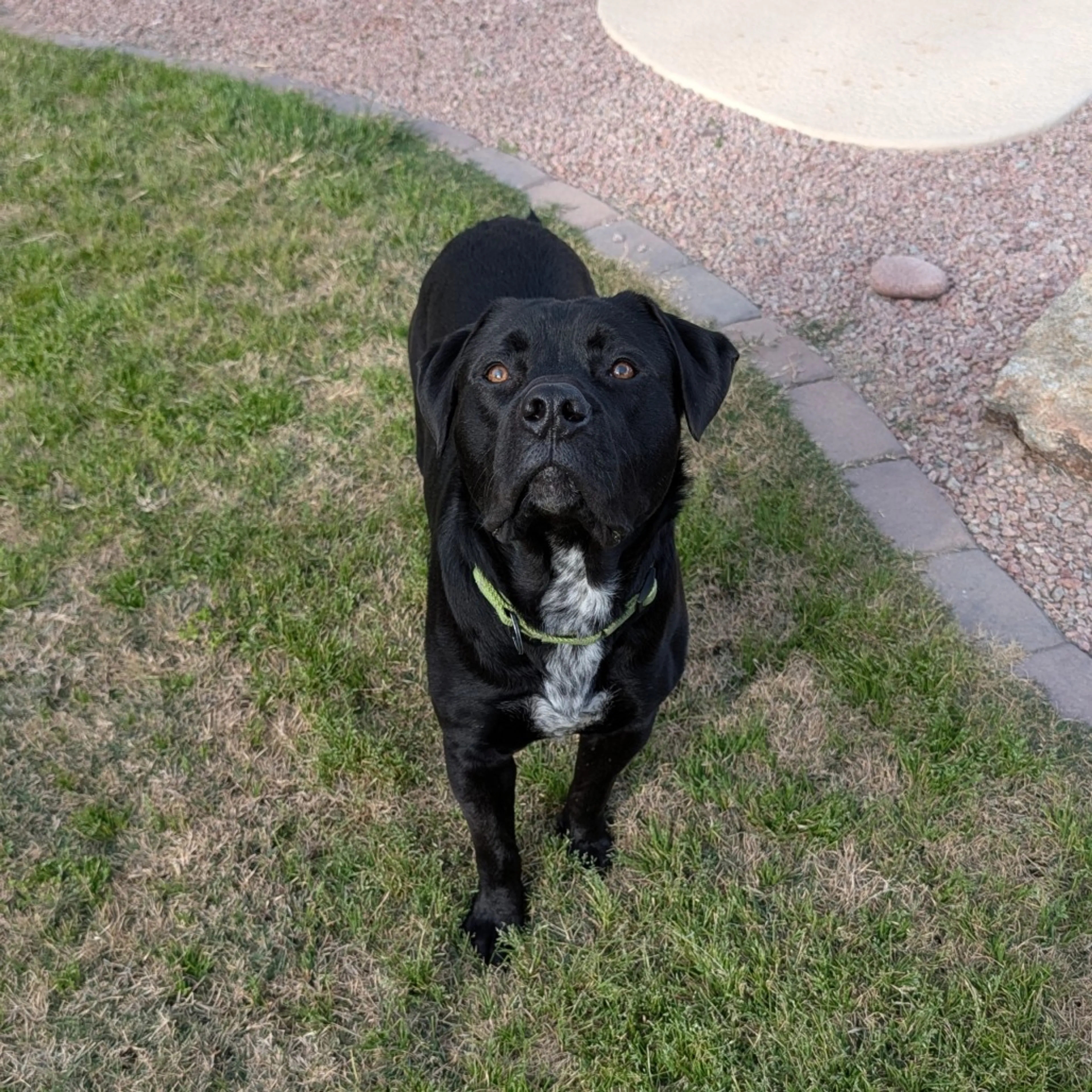 Found pet-15