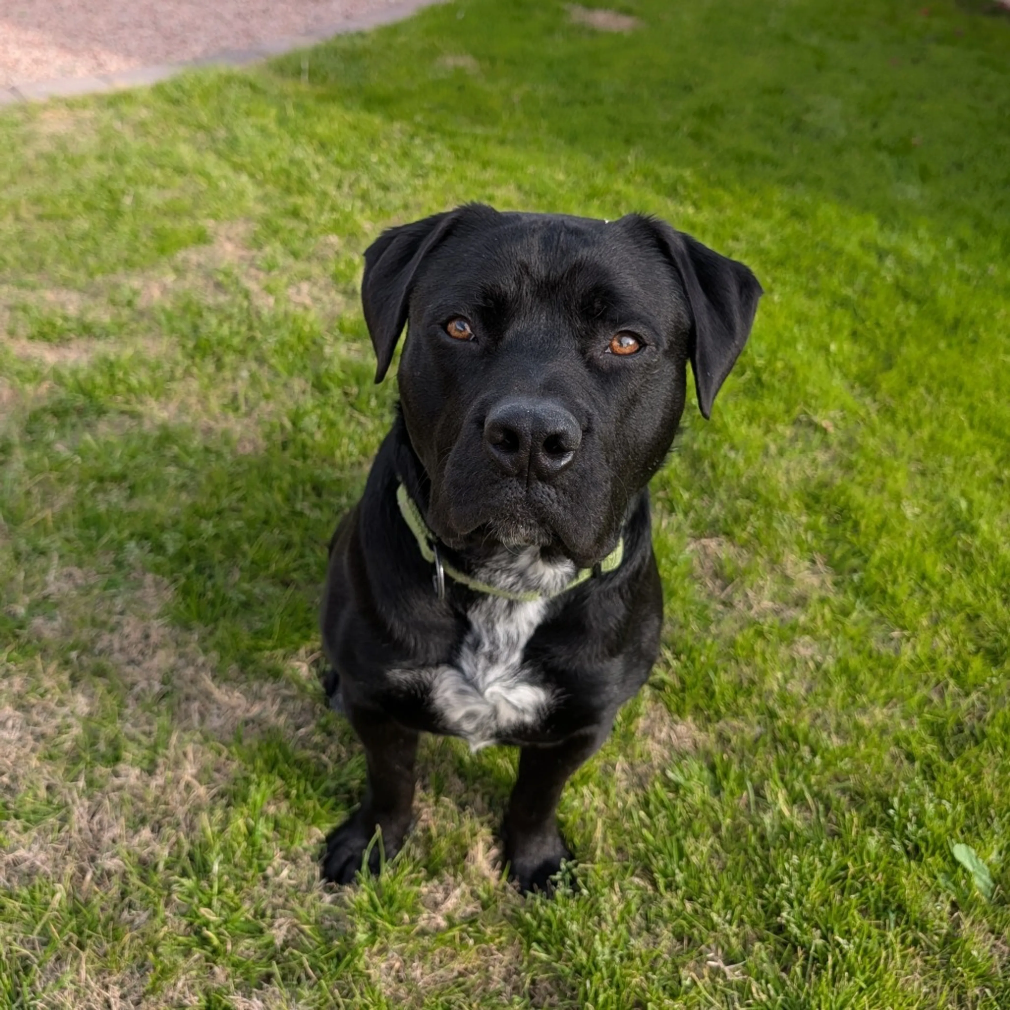 Found pet-19