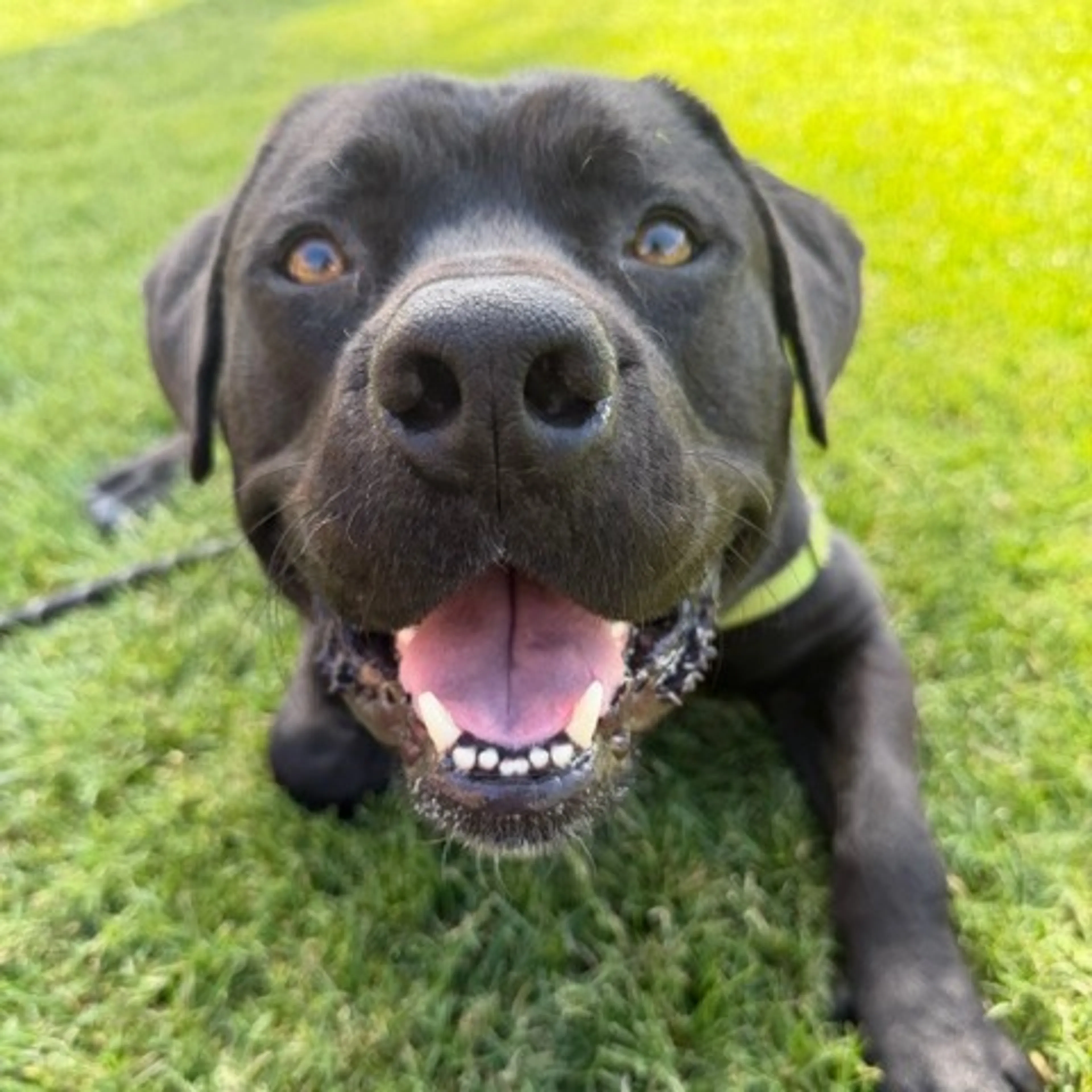 Found pet-26
