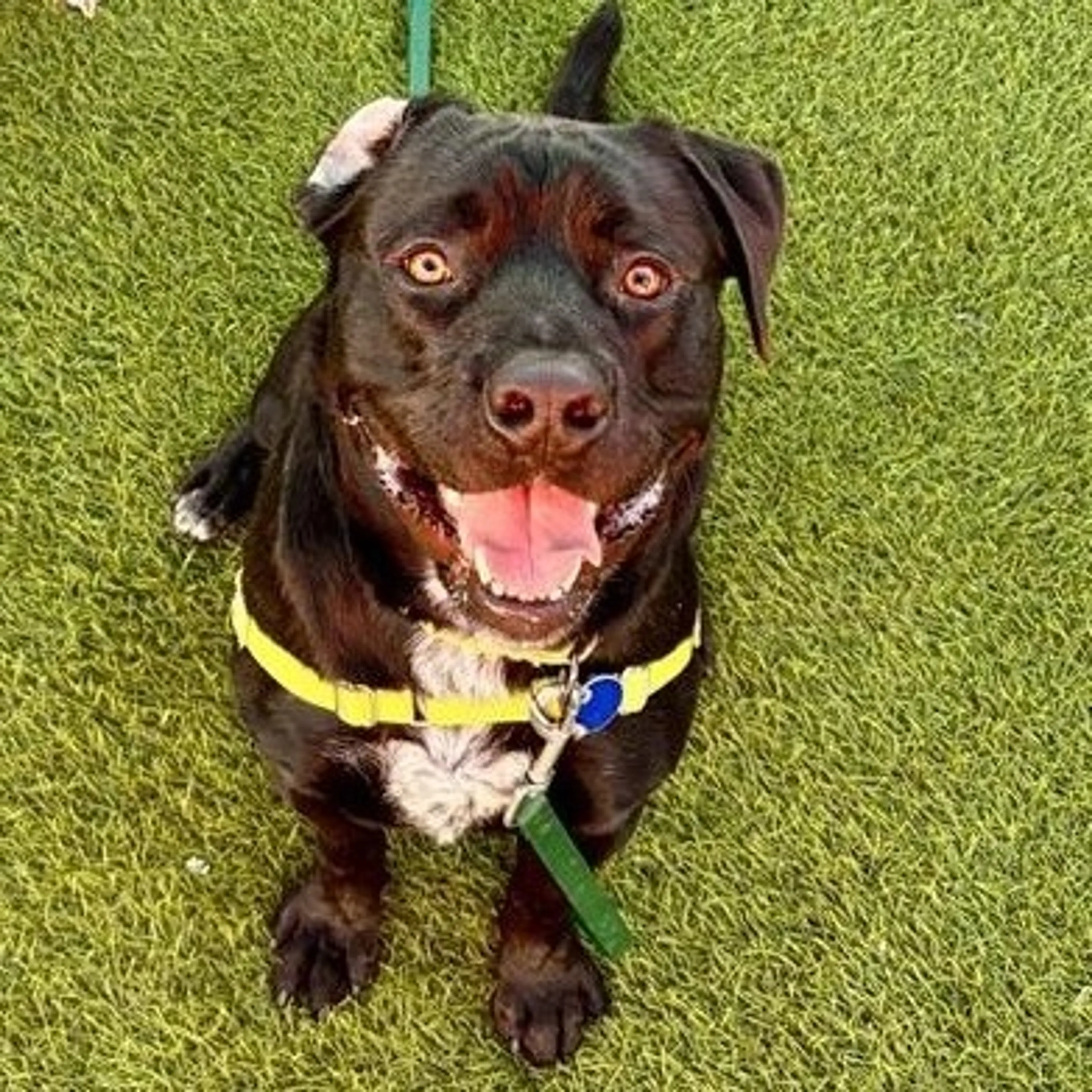 Found pet-5