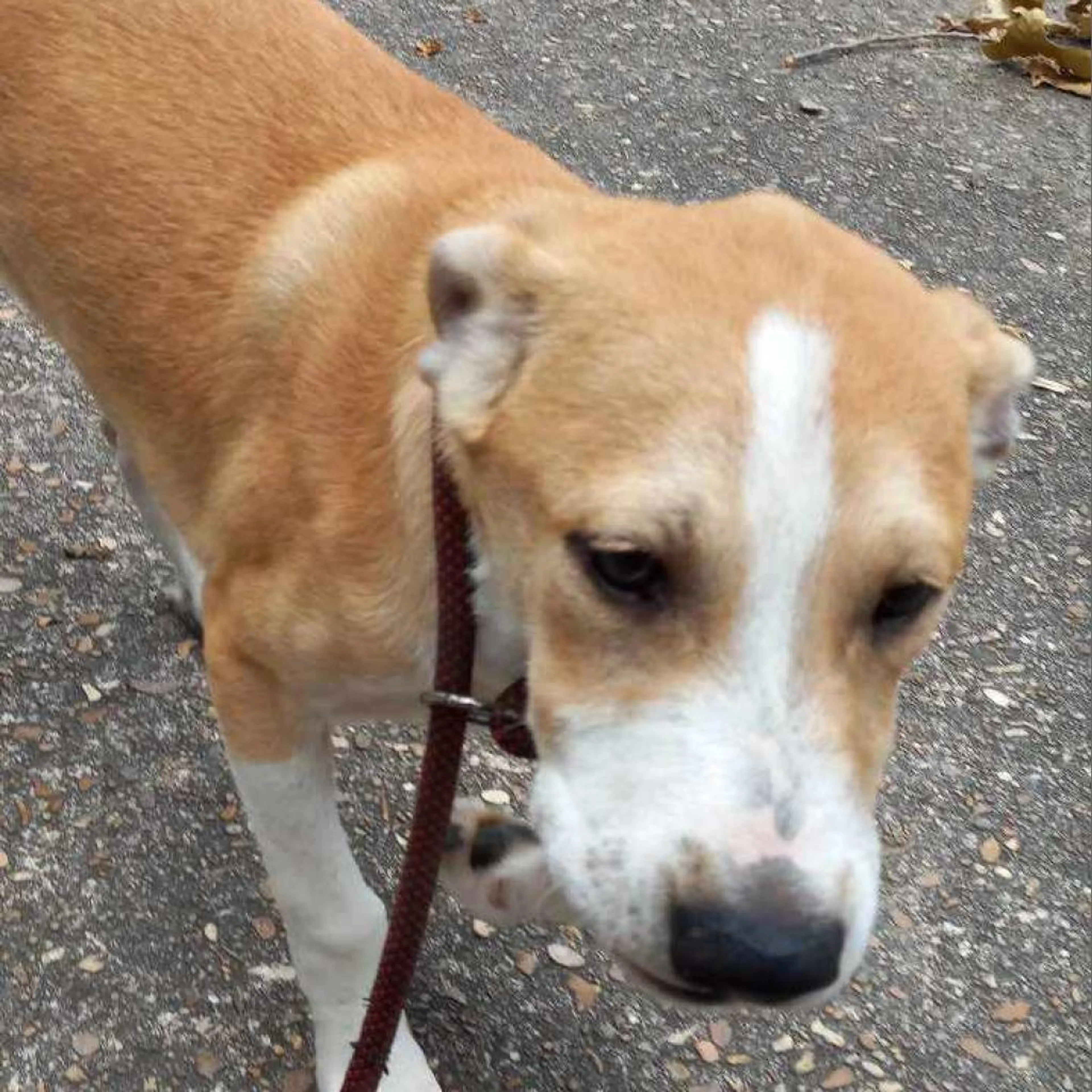 Found pet-15