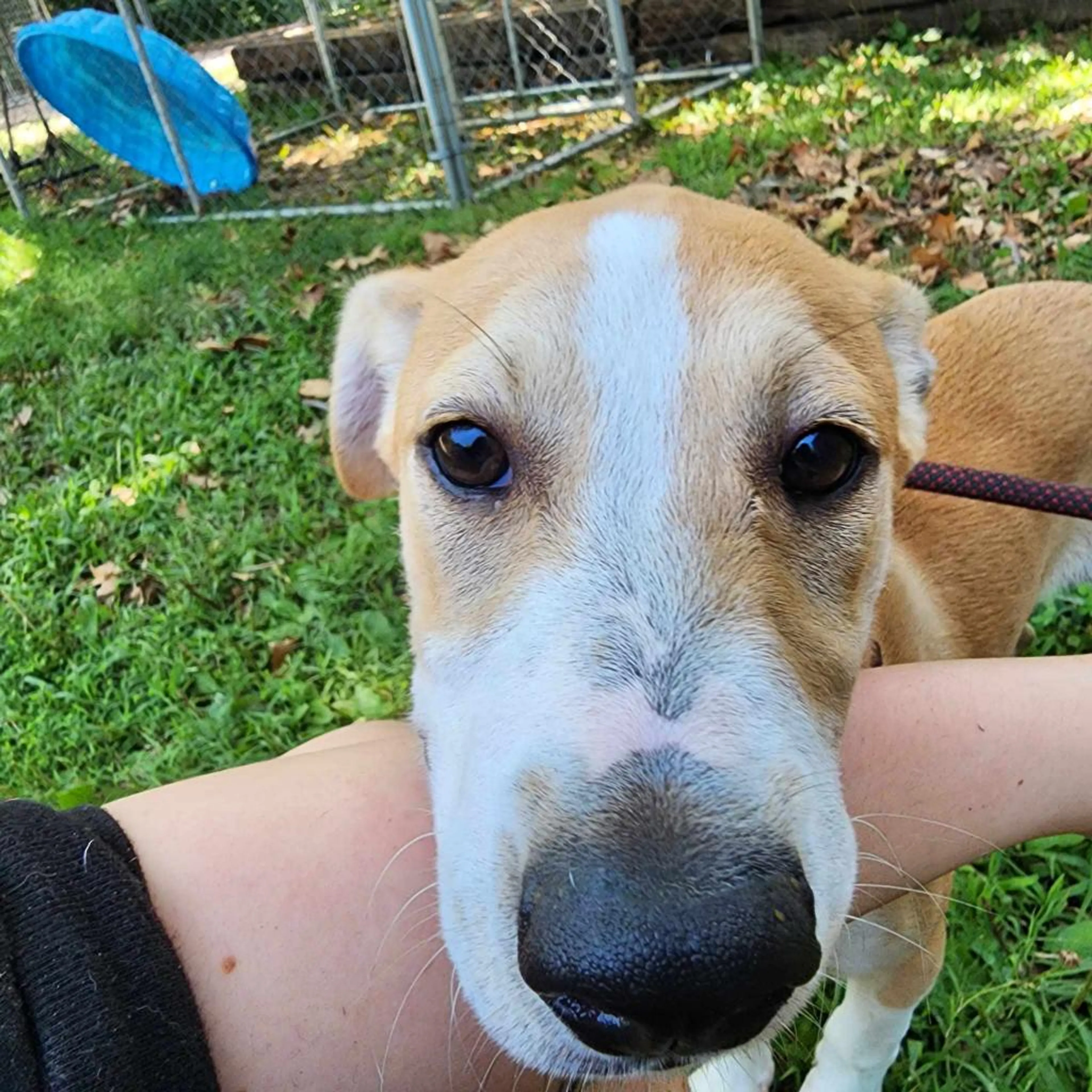 Found pet-14