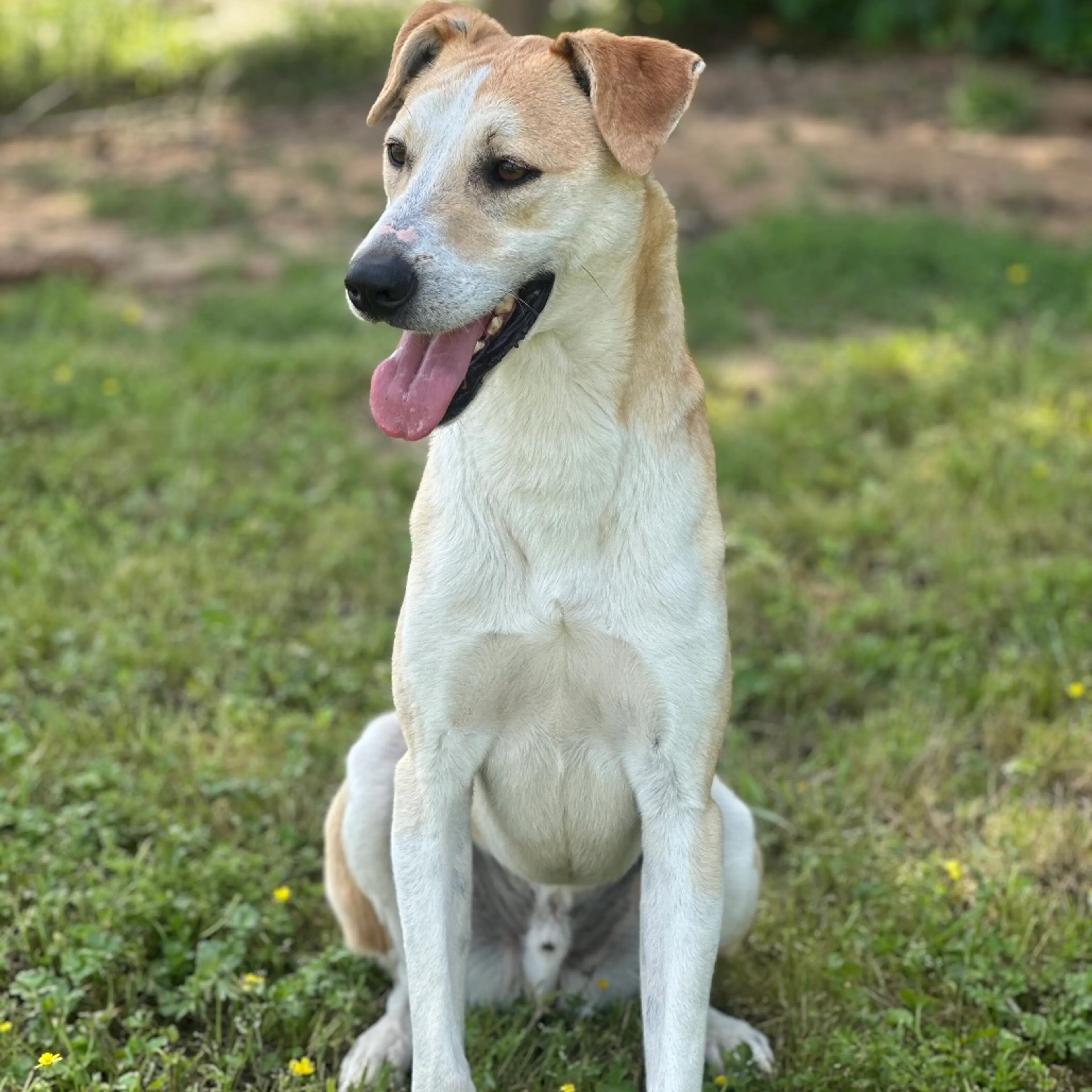 Found pet-18
