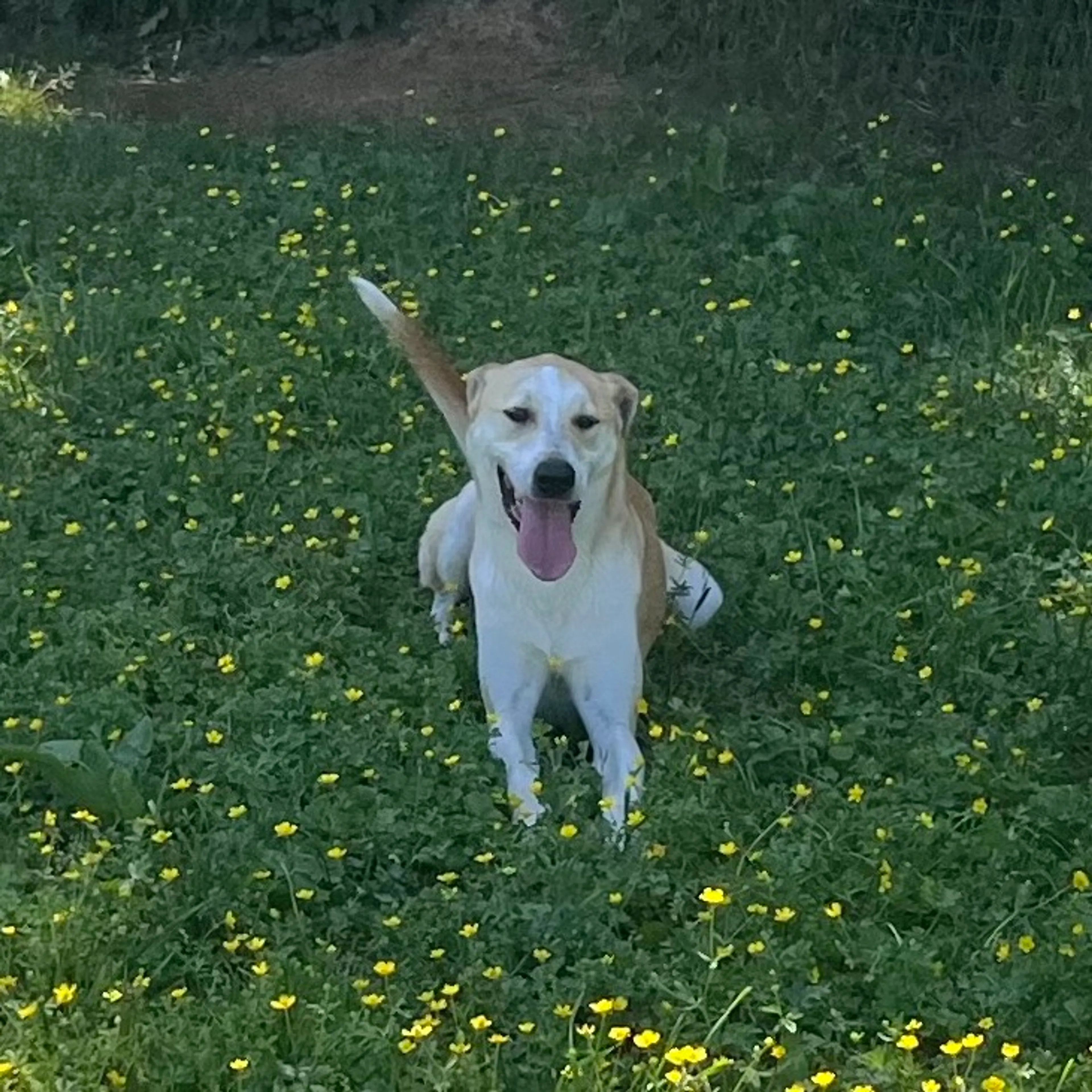 Found pet-19