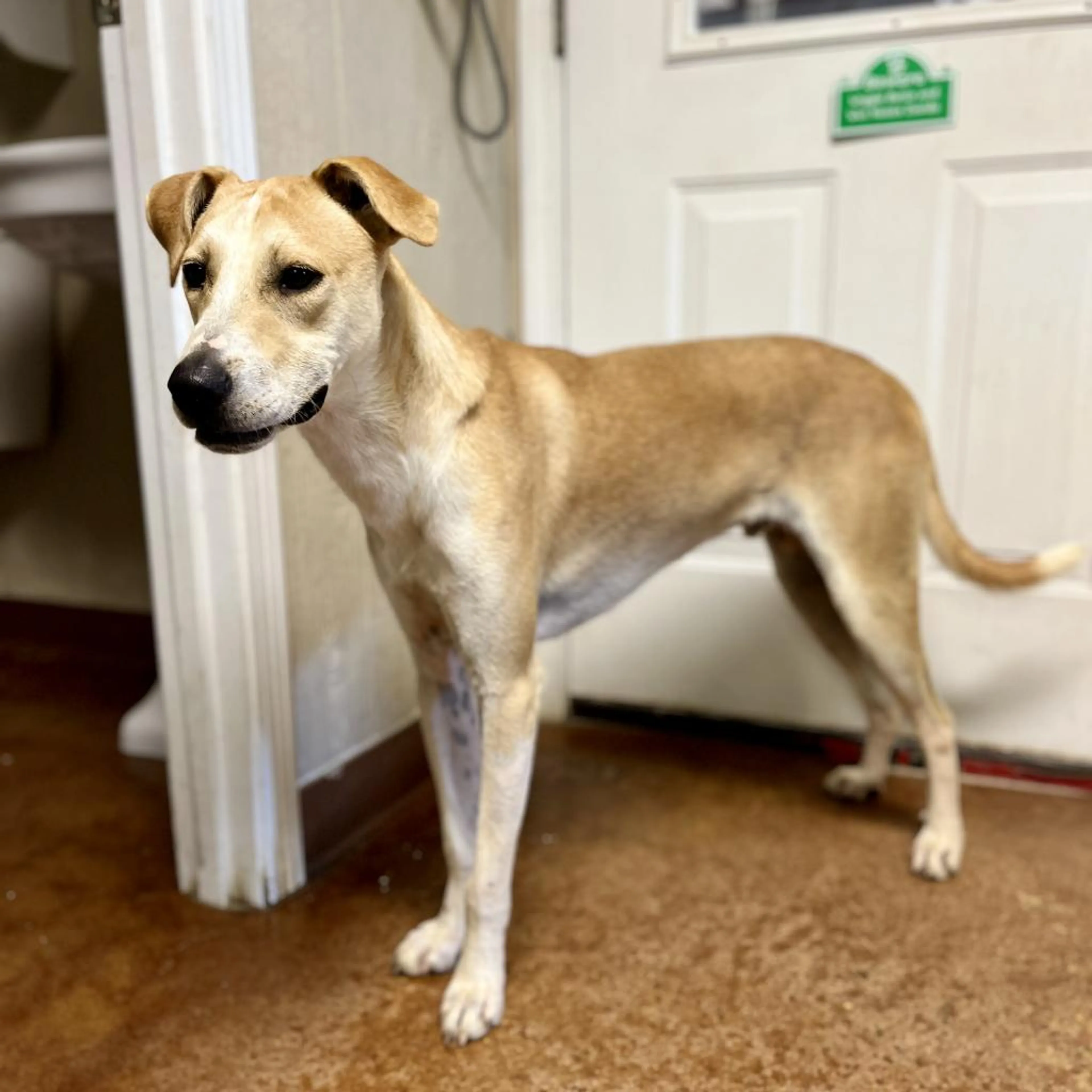 Found pet-5