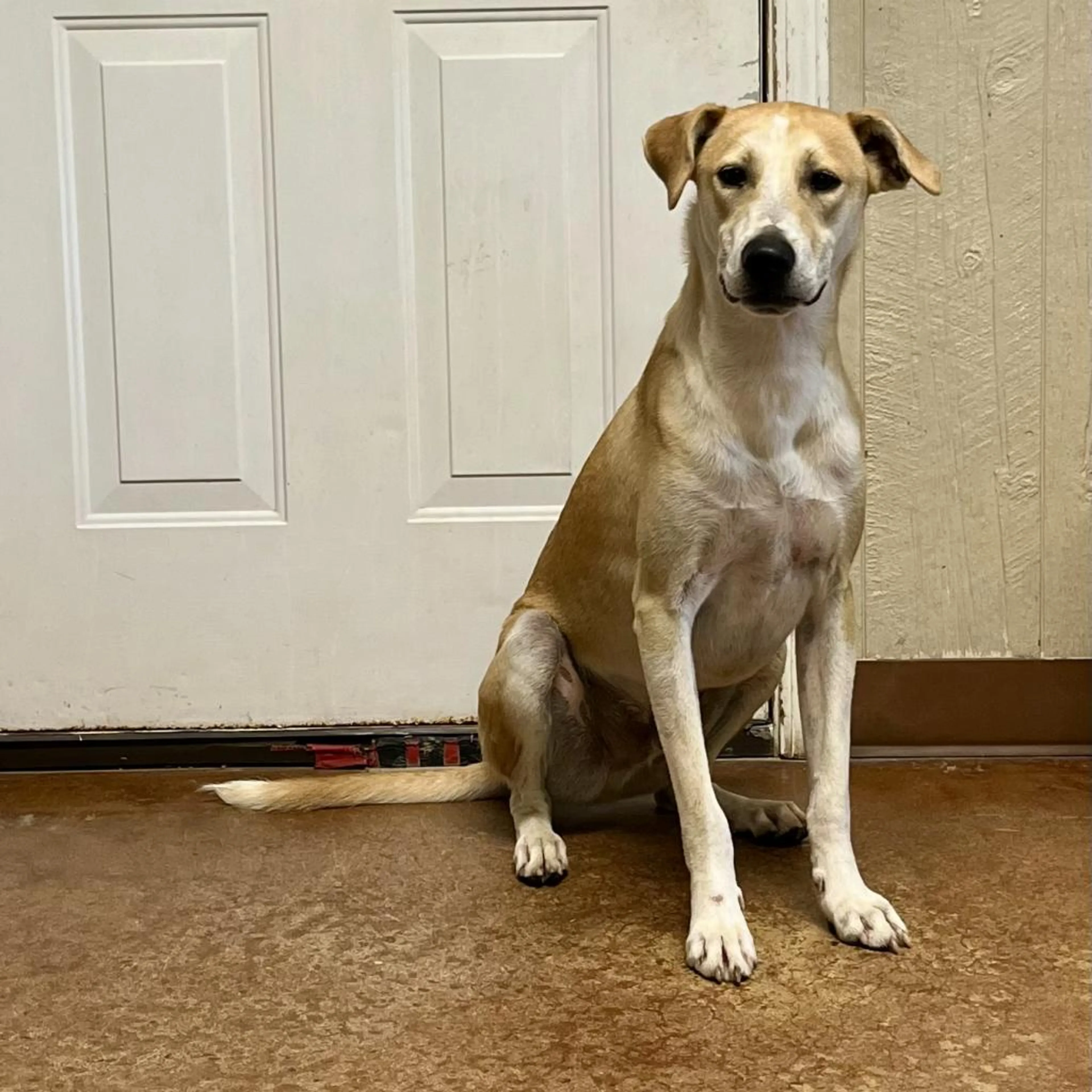 Found pet-2