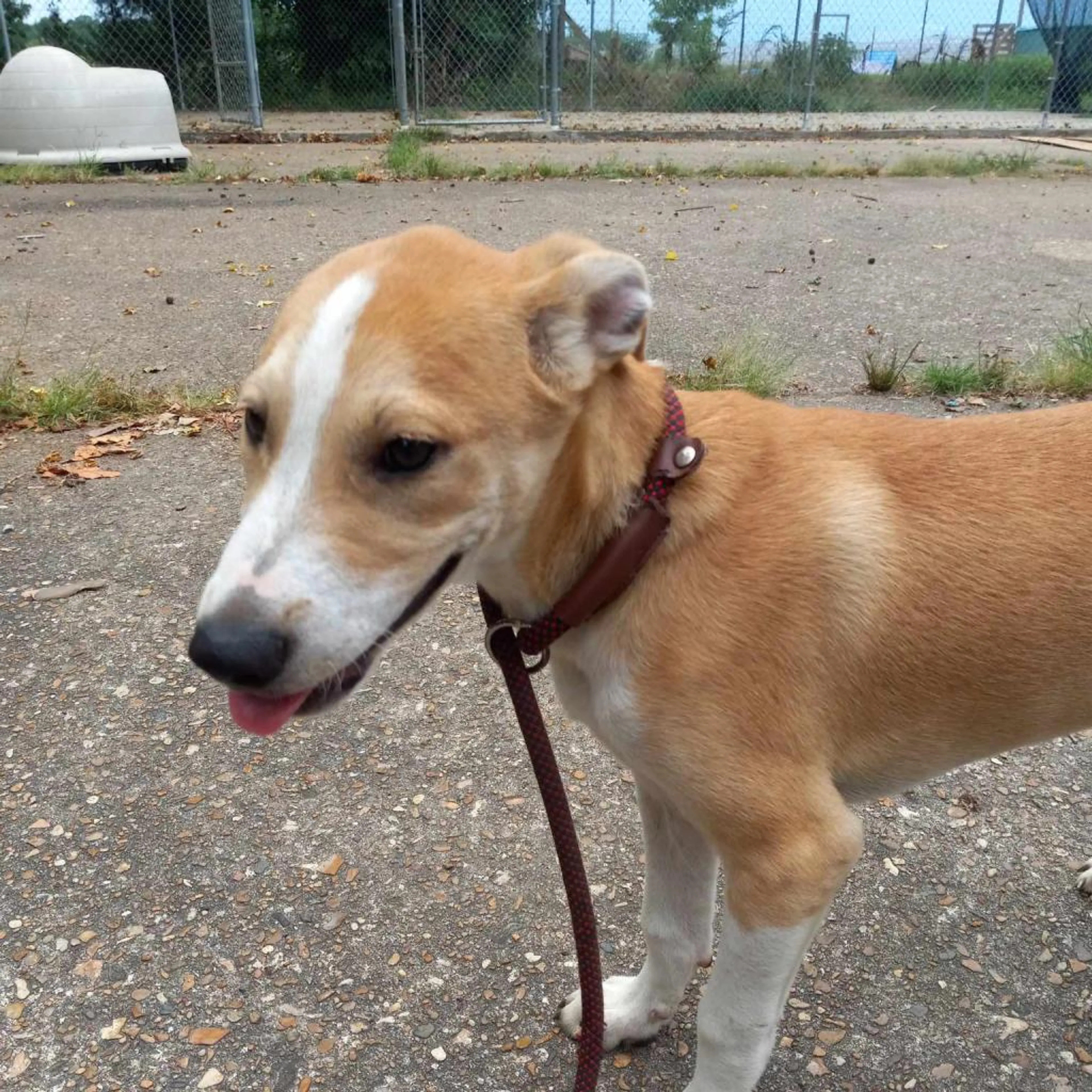 Found pet-16