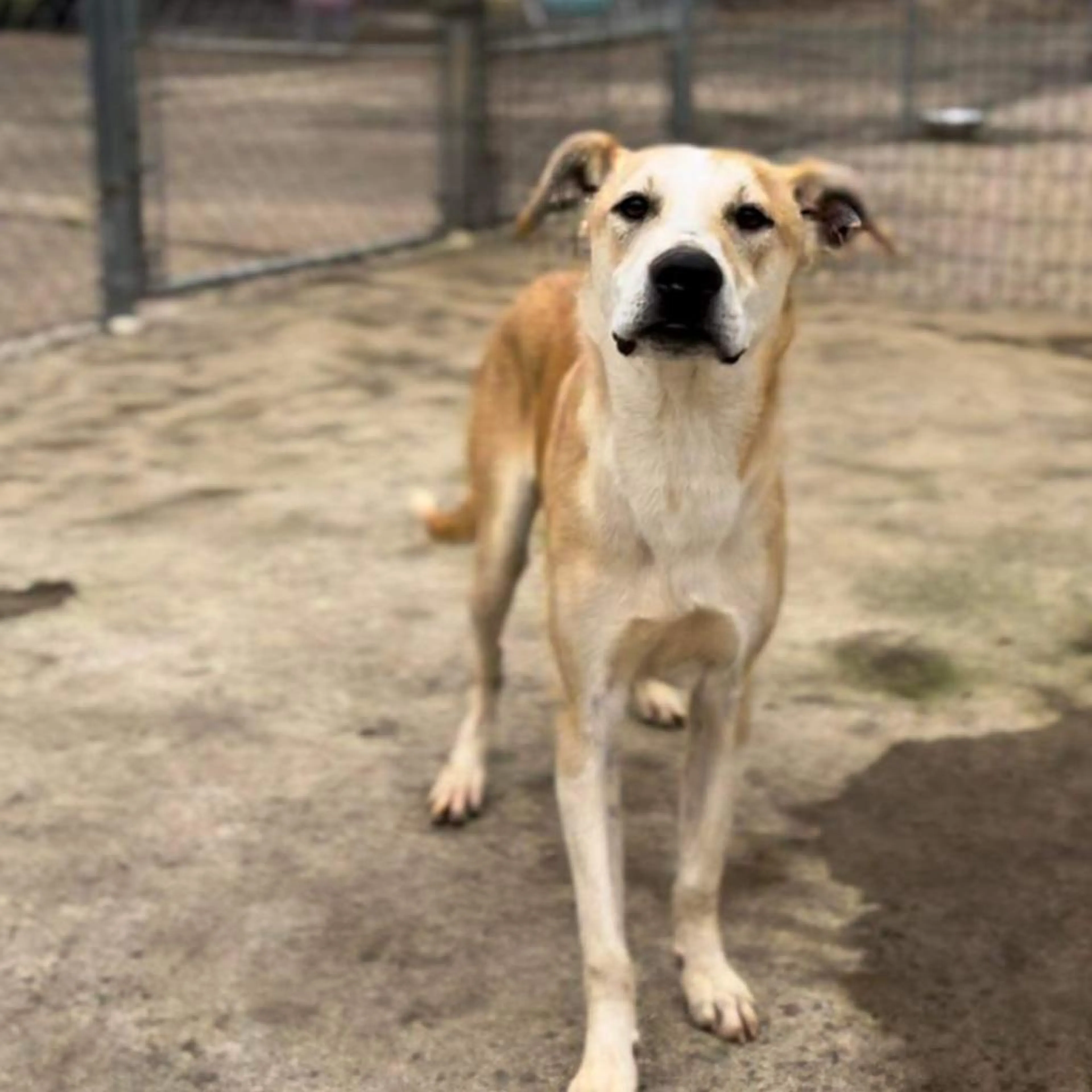 Found pet-11
