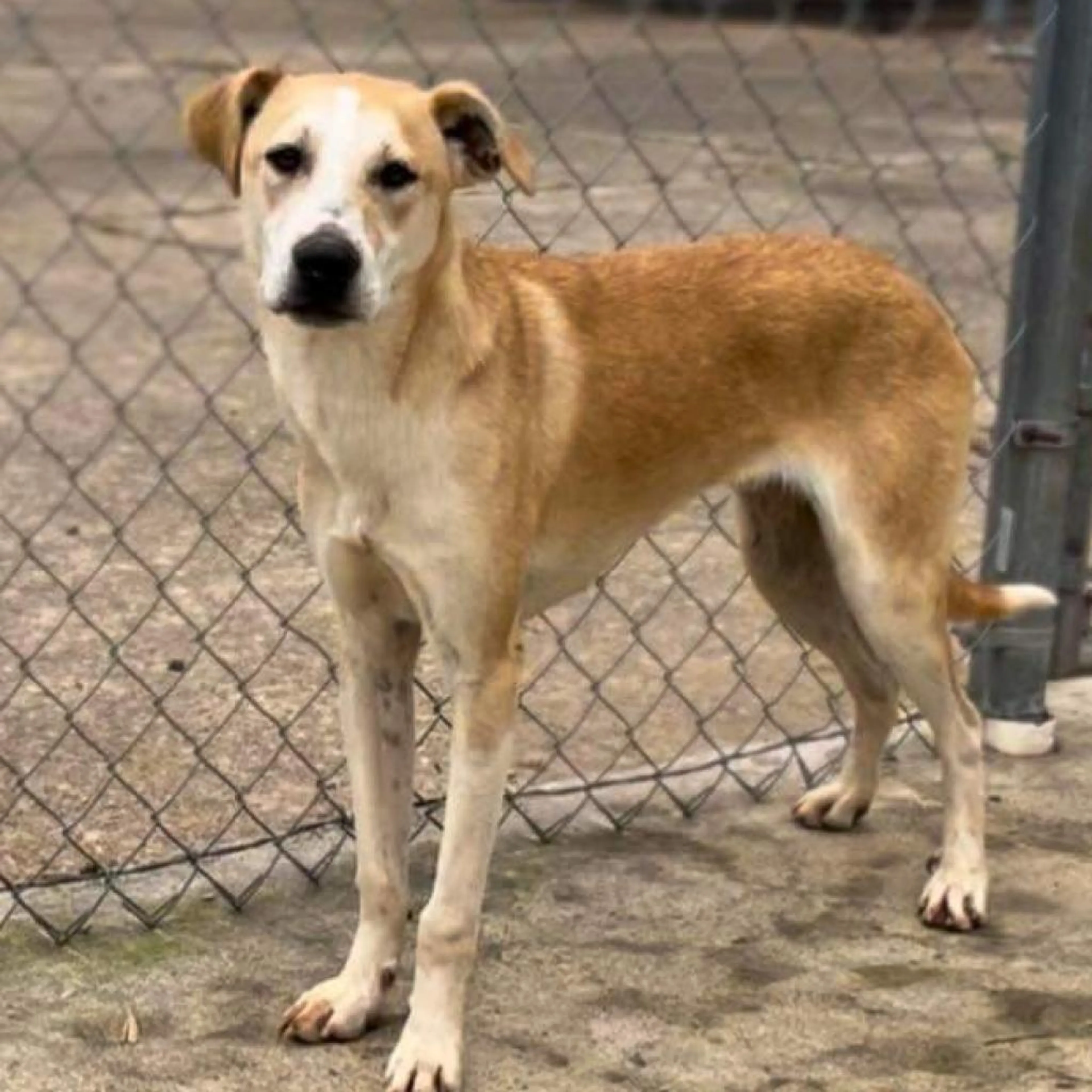 Found pet-12