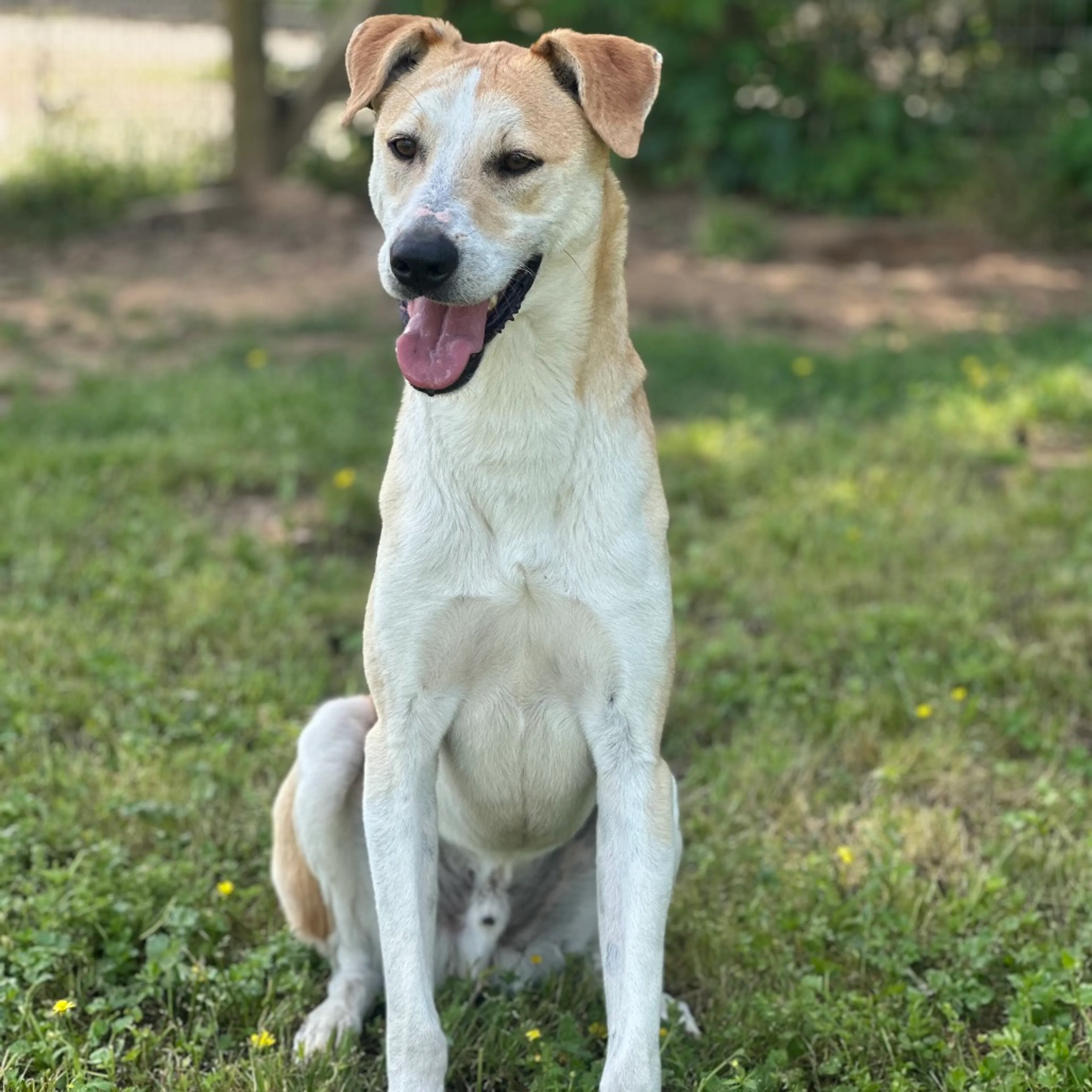 Found pet-17
