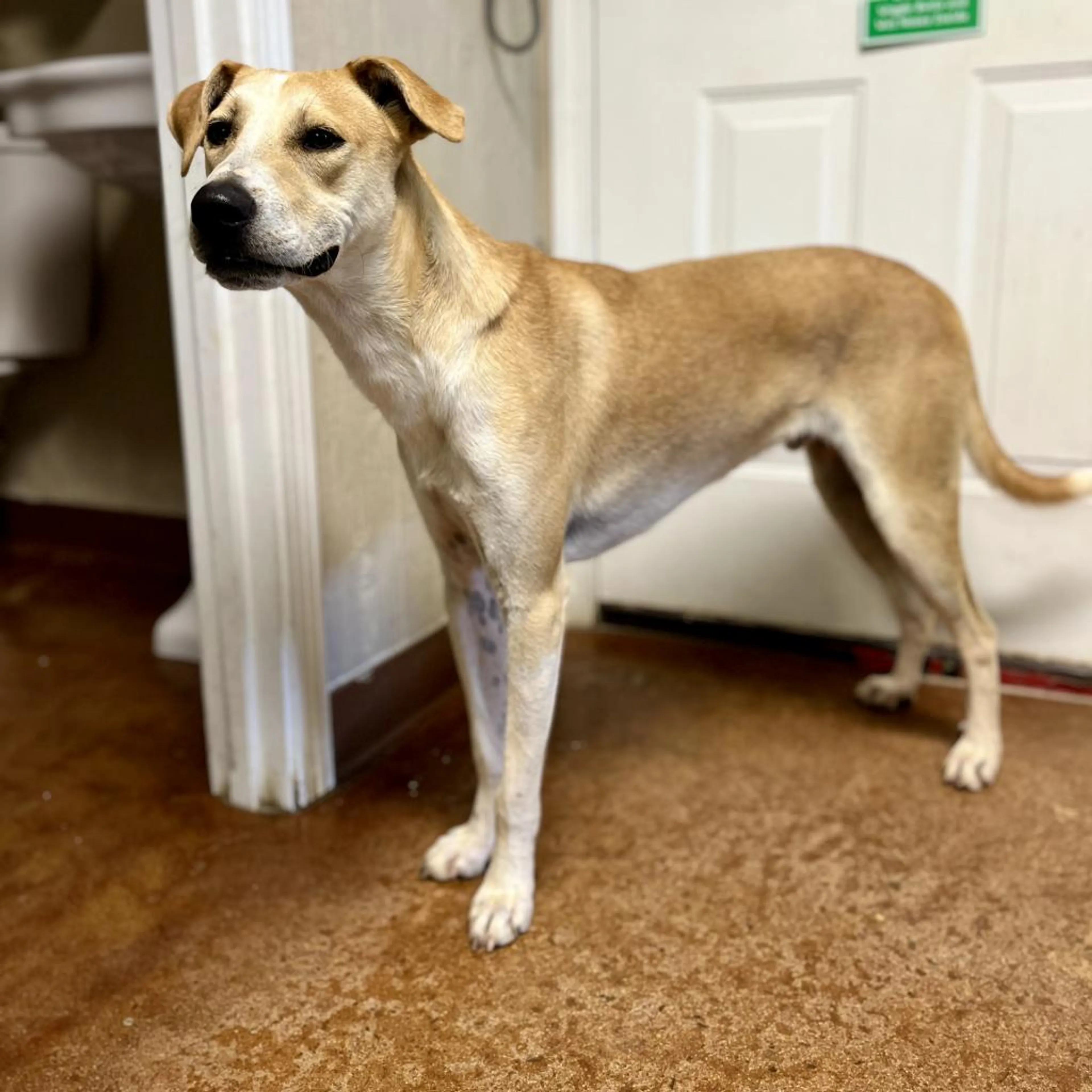 Found pet-6