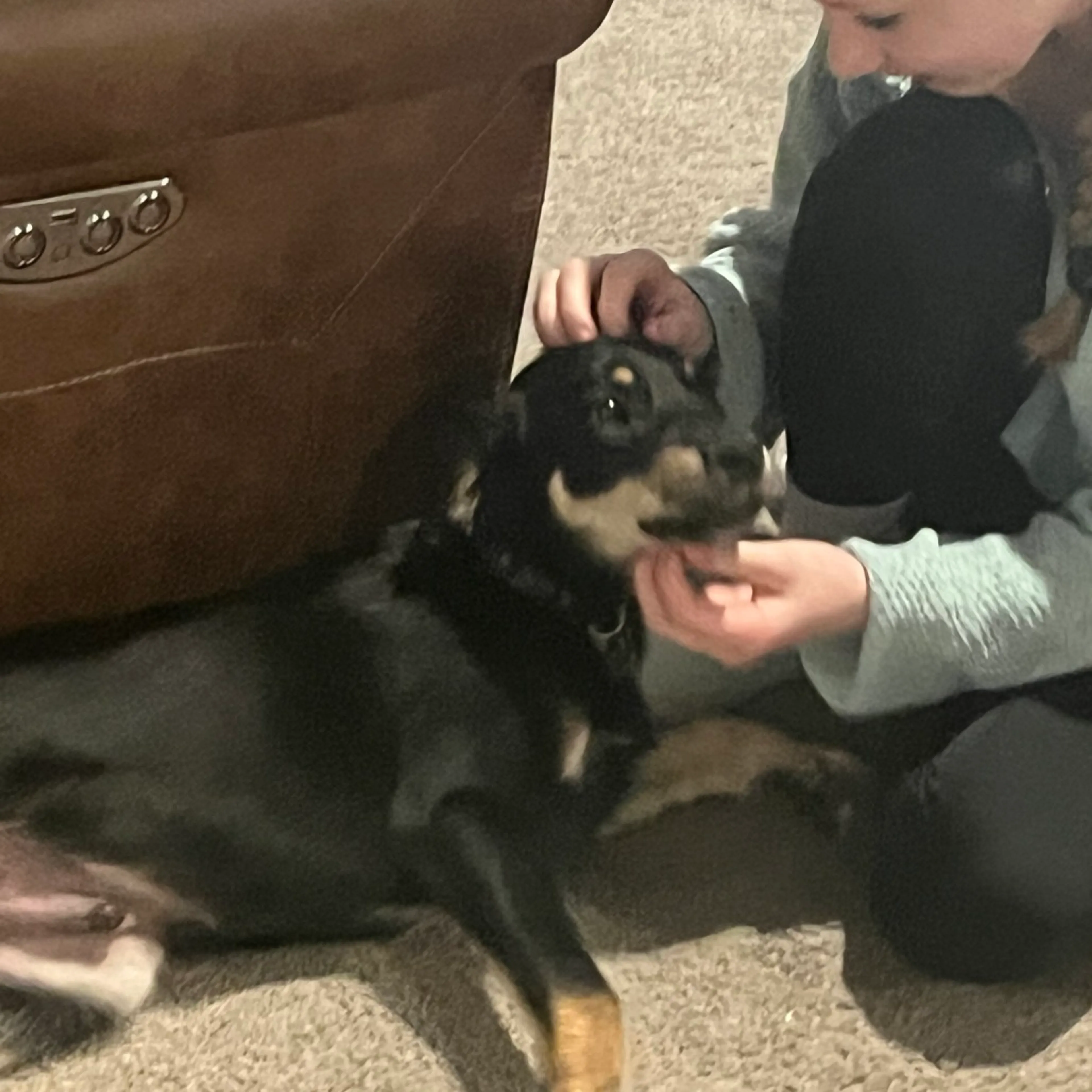 Found pet-2