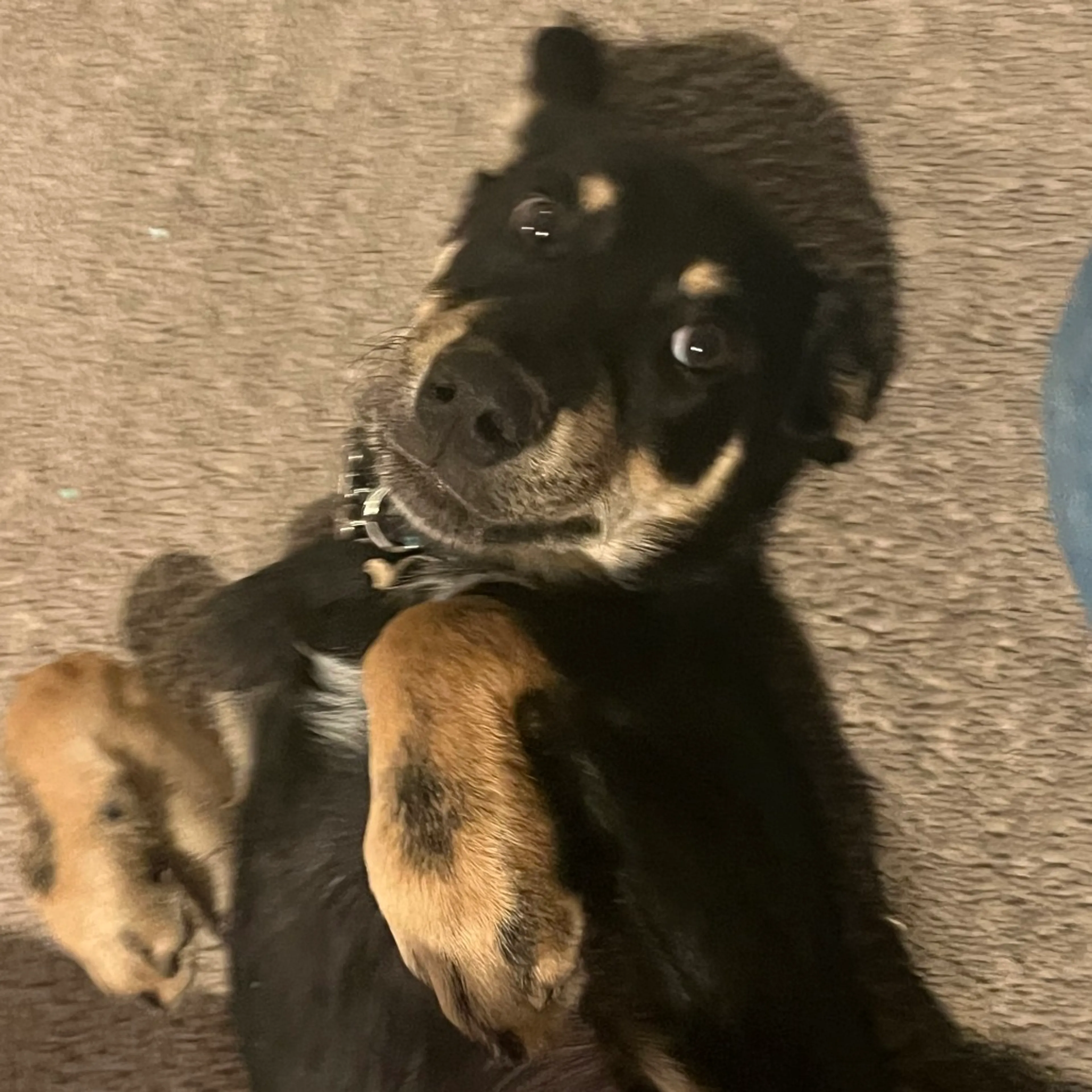 Found pet-0